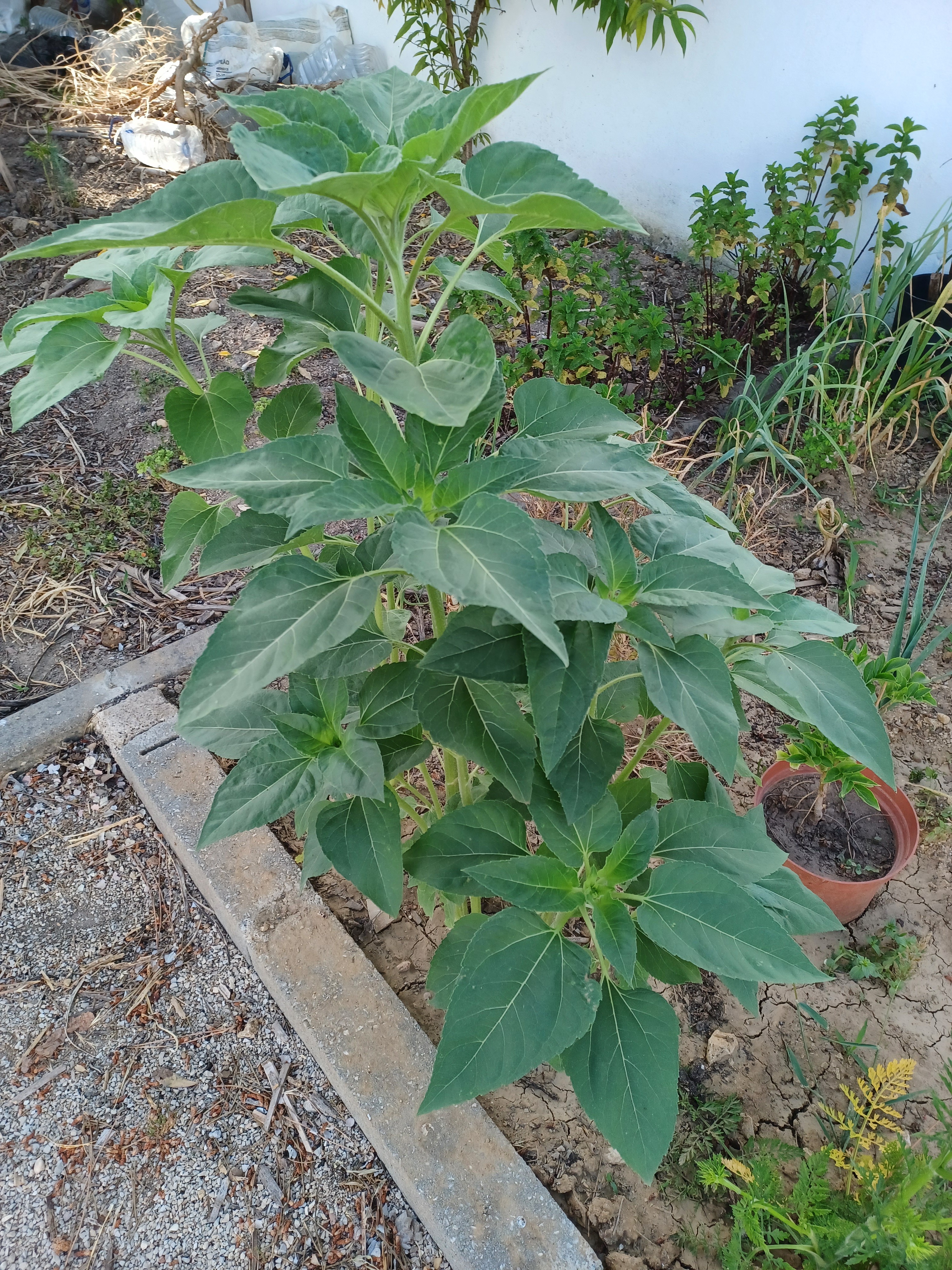 Também semeámos girassóis, pela paz na Ucrânia e no mundo. 
Hão de dar flor.