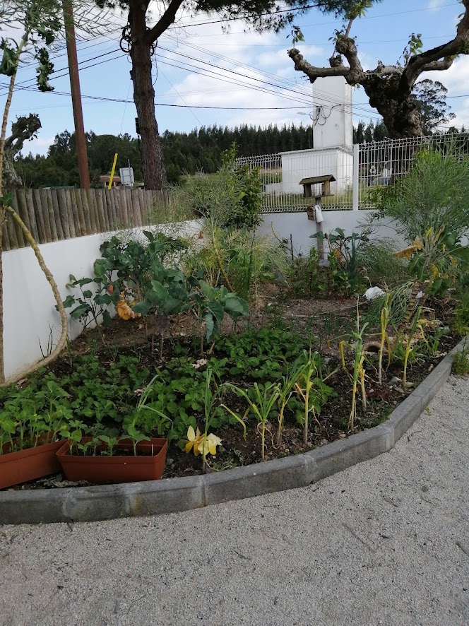 A nossa horta oferece-nos de tudo um pouco.
Assim aprendemos o desenvolvimento das plantas.