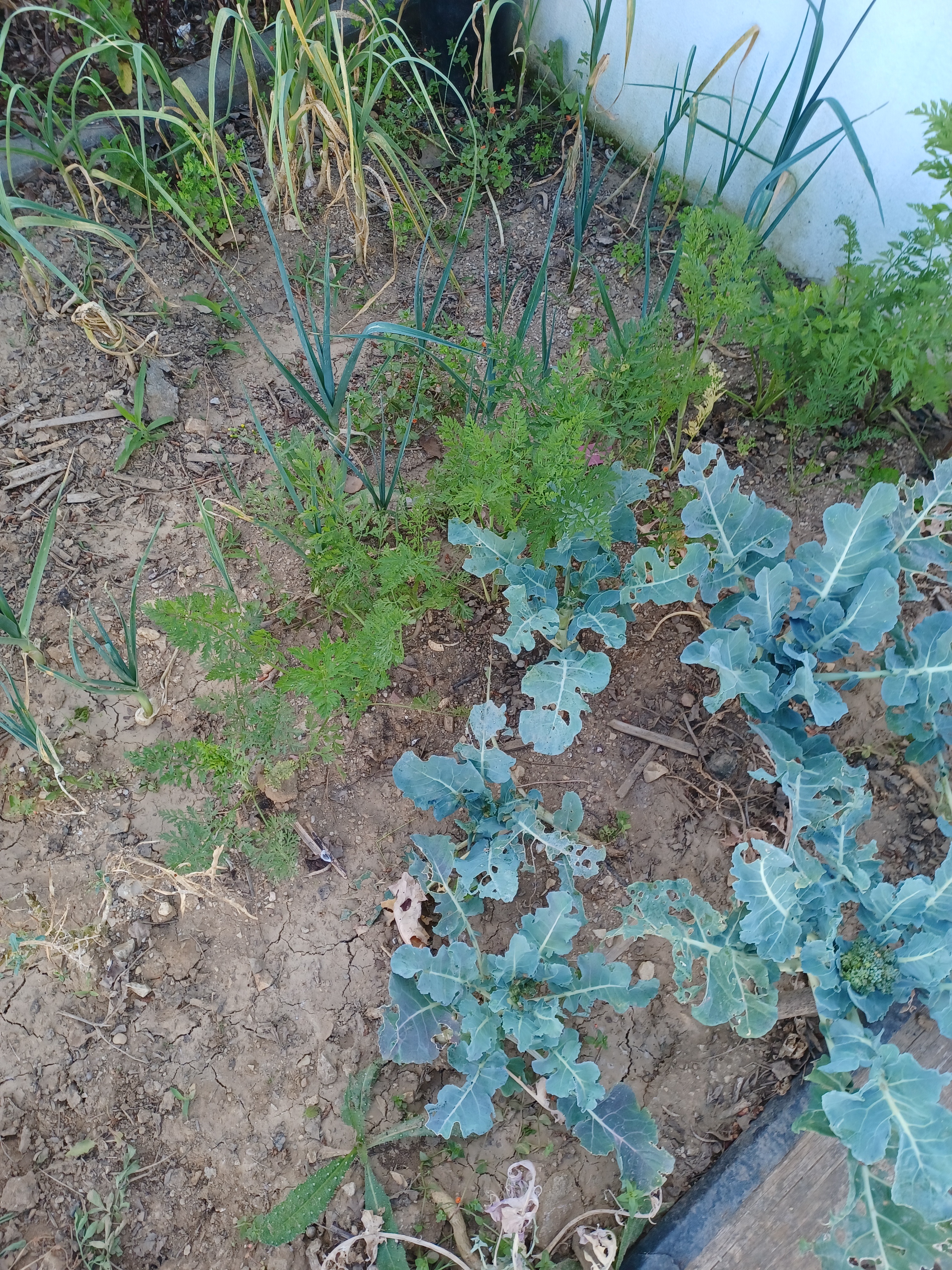Os brócolos, as cenouras e os alhos vão crescendo lentamente. 
A paciência é uma boa aleada da agricultura.