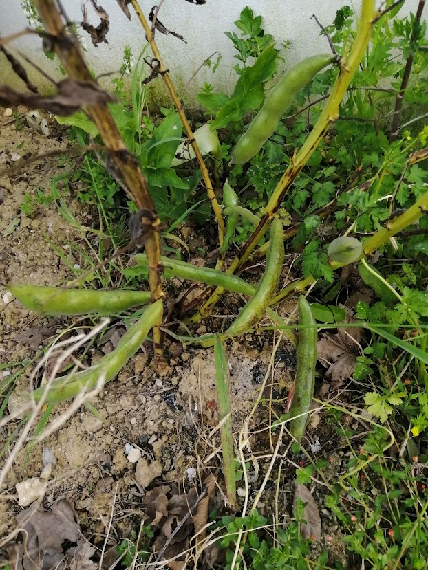 As vagens das faveiras encheram e deram favas muito saborosas.