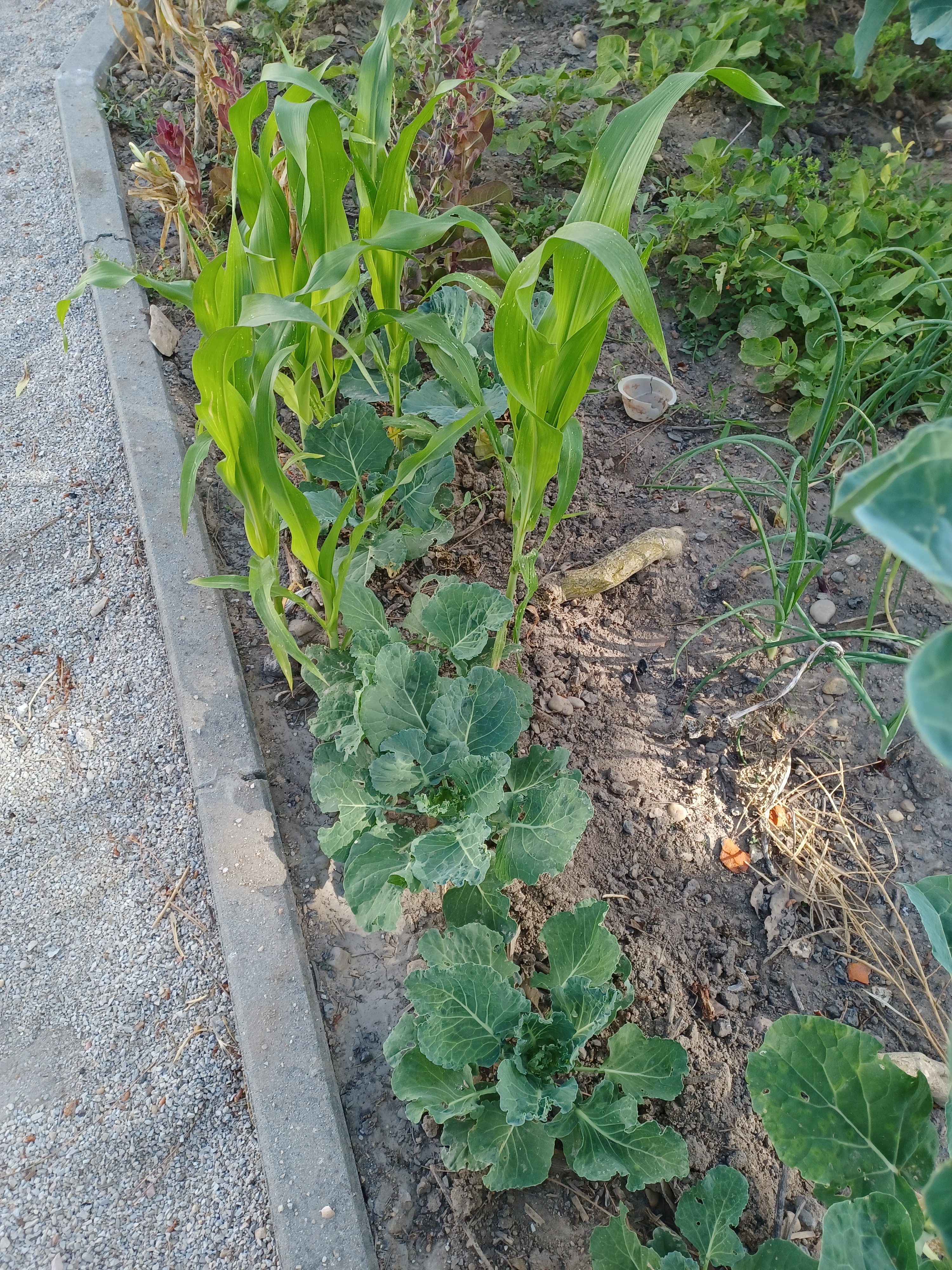 O milho é muito cultivado nos campos da nossa região. Também o semeámos na nossa horta.