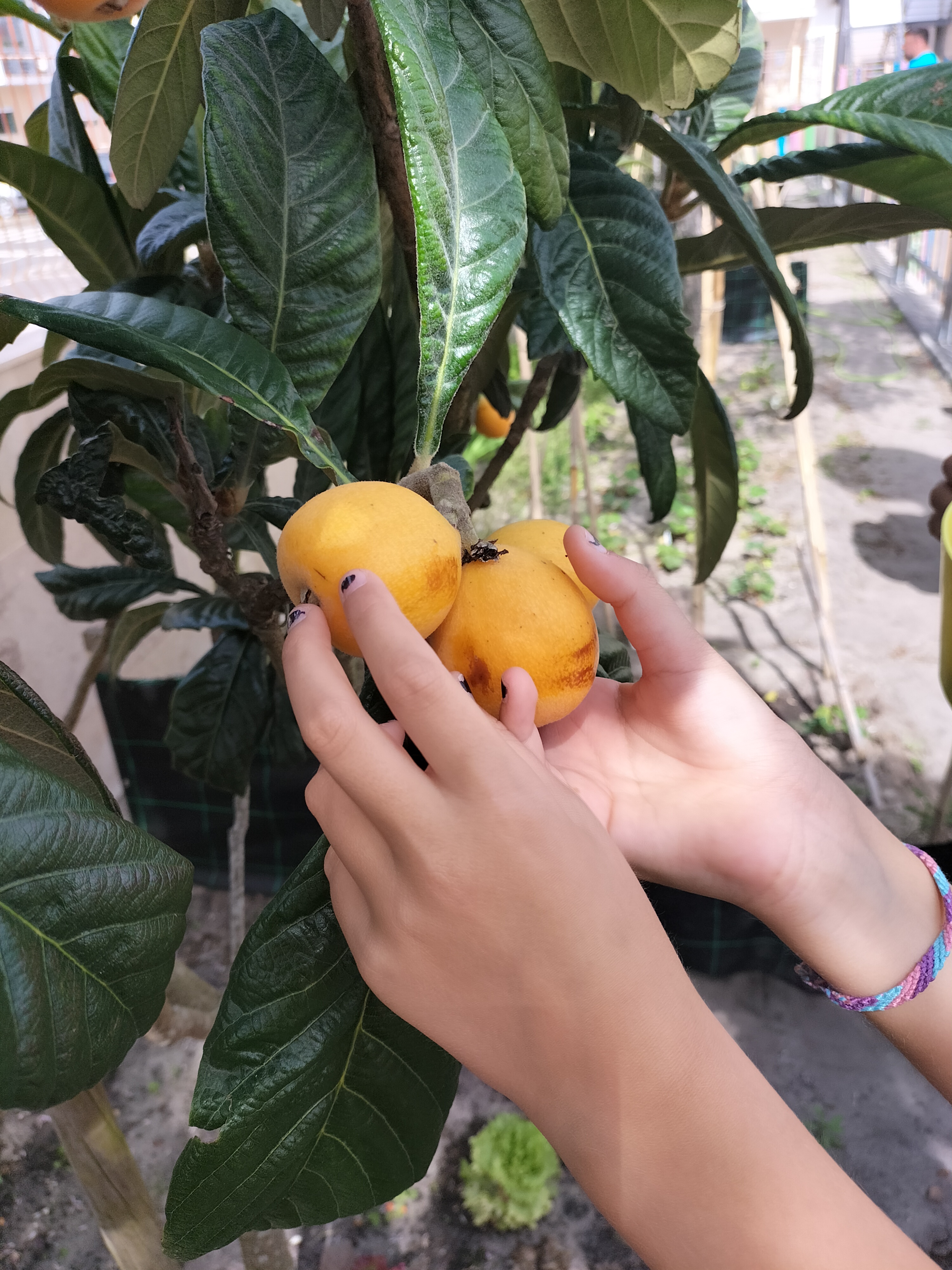 Nêsperas prontas para comer.
