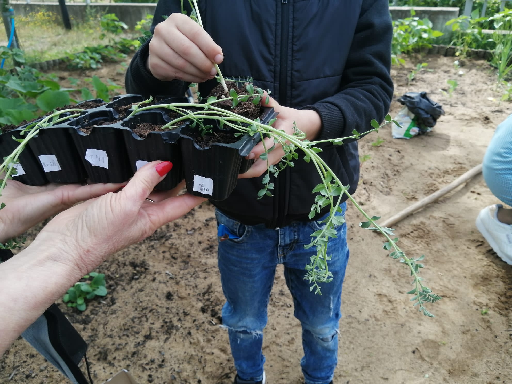 Transplante de plantas.