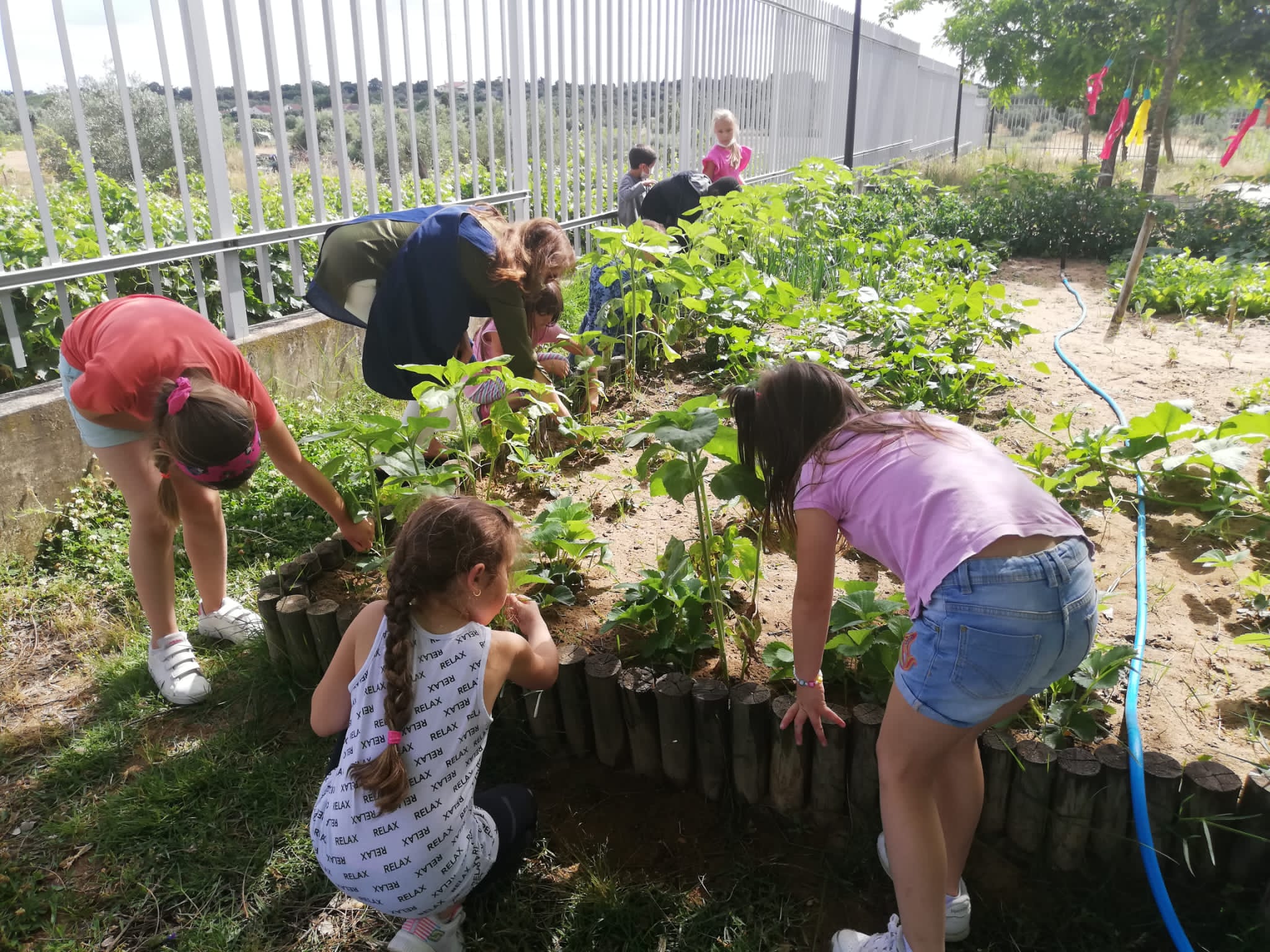 As crianças removeram as ervas daninhas.
