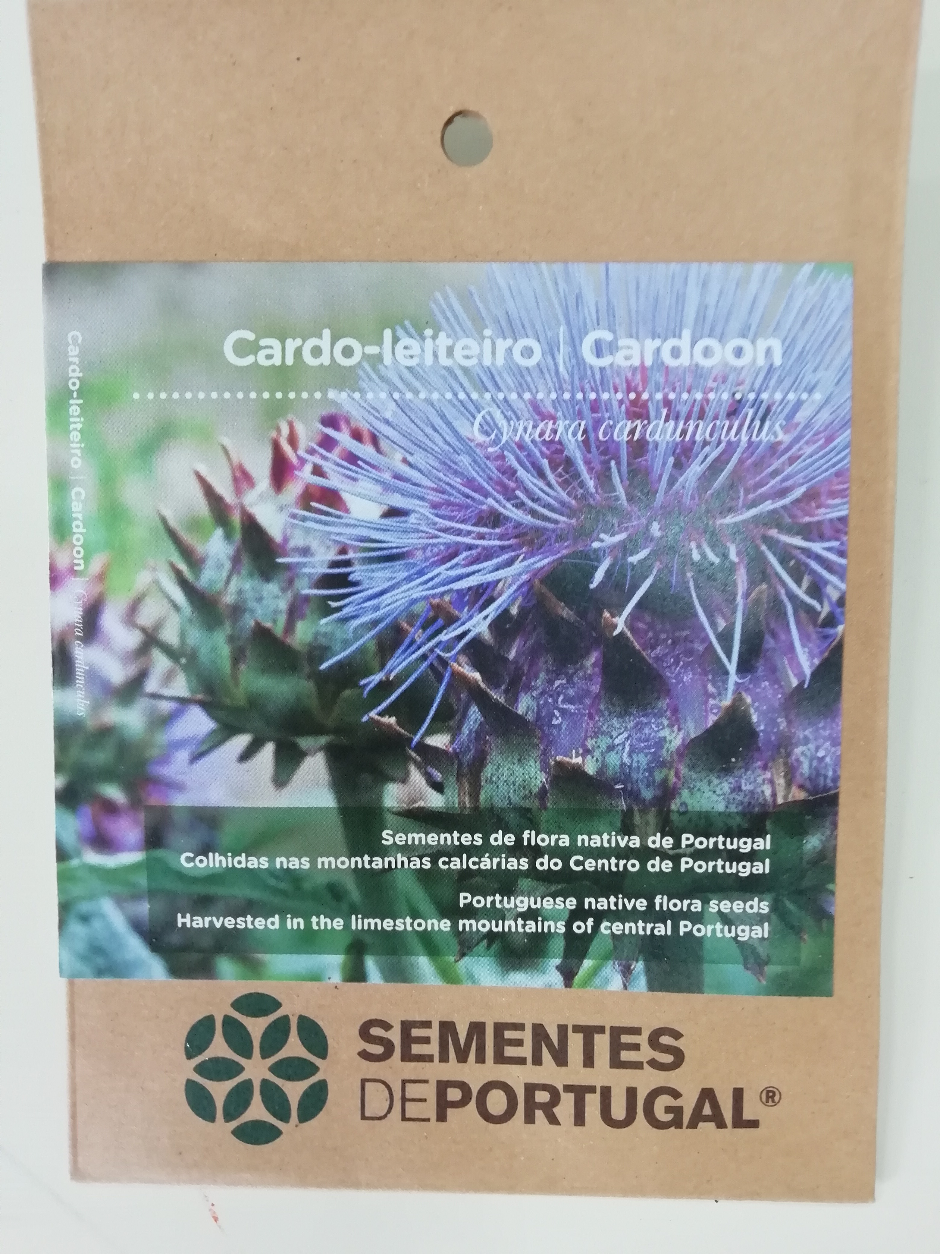 Sementes de Portugal, foi feita em janeiro a sementeira de "cardo leiteiro", planta nativa do nosso país.