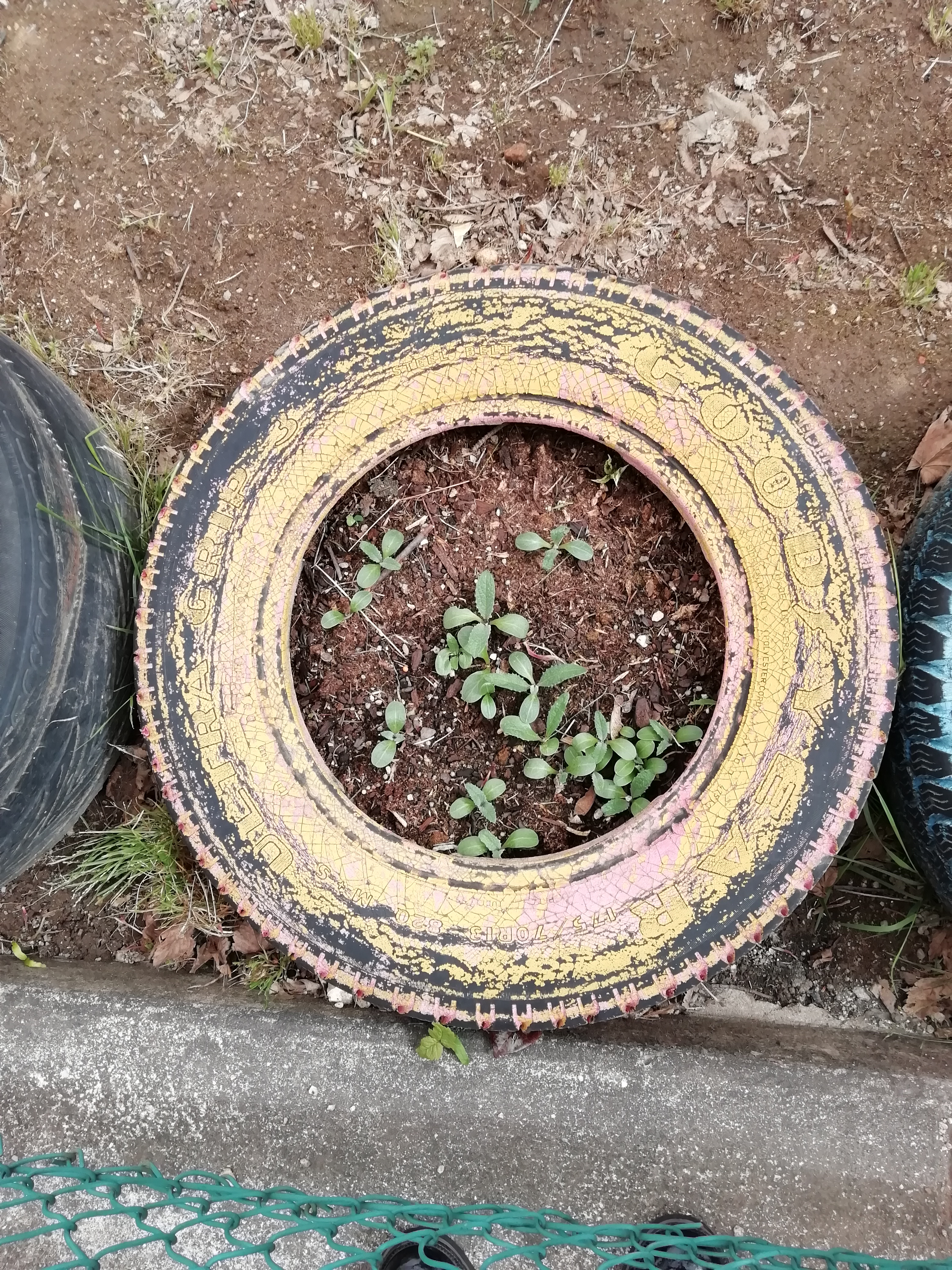 Já se encontra em desenvolvimento esta planta que faz parte do recinto da nossa horta bio.