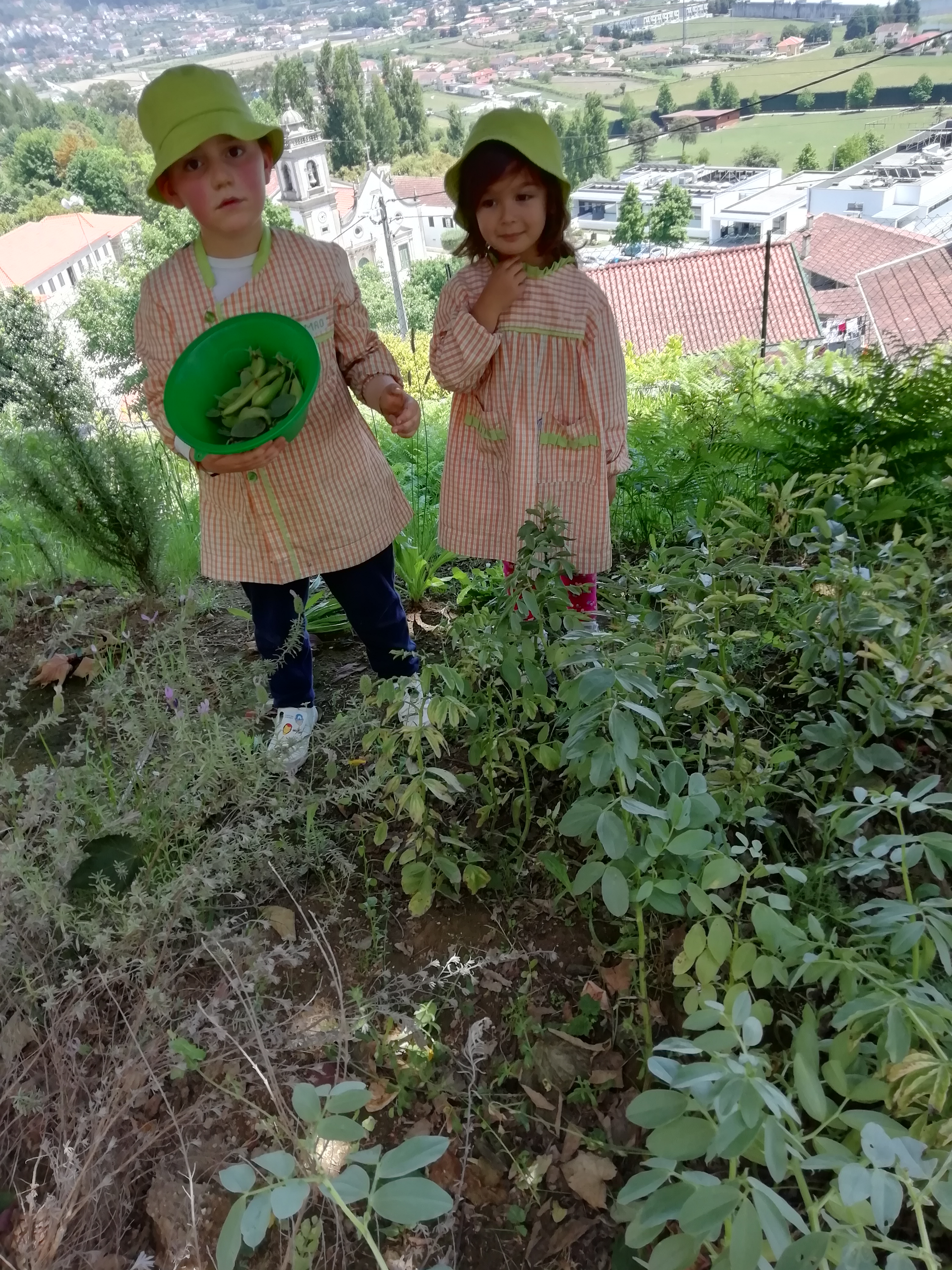 Colheita das favas. Apesar de não serem muitas, as crianças tiveram conhecimento de como é formada a fava, a casca, a camisa, e a sua utilidade.