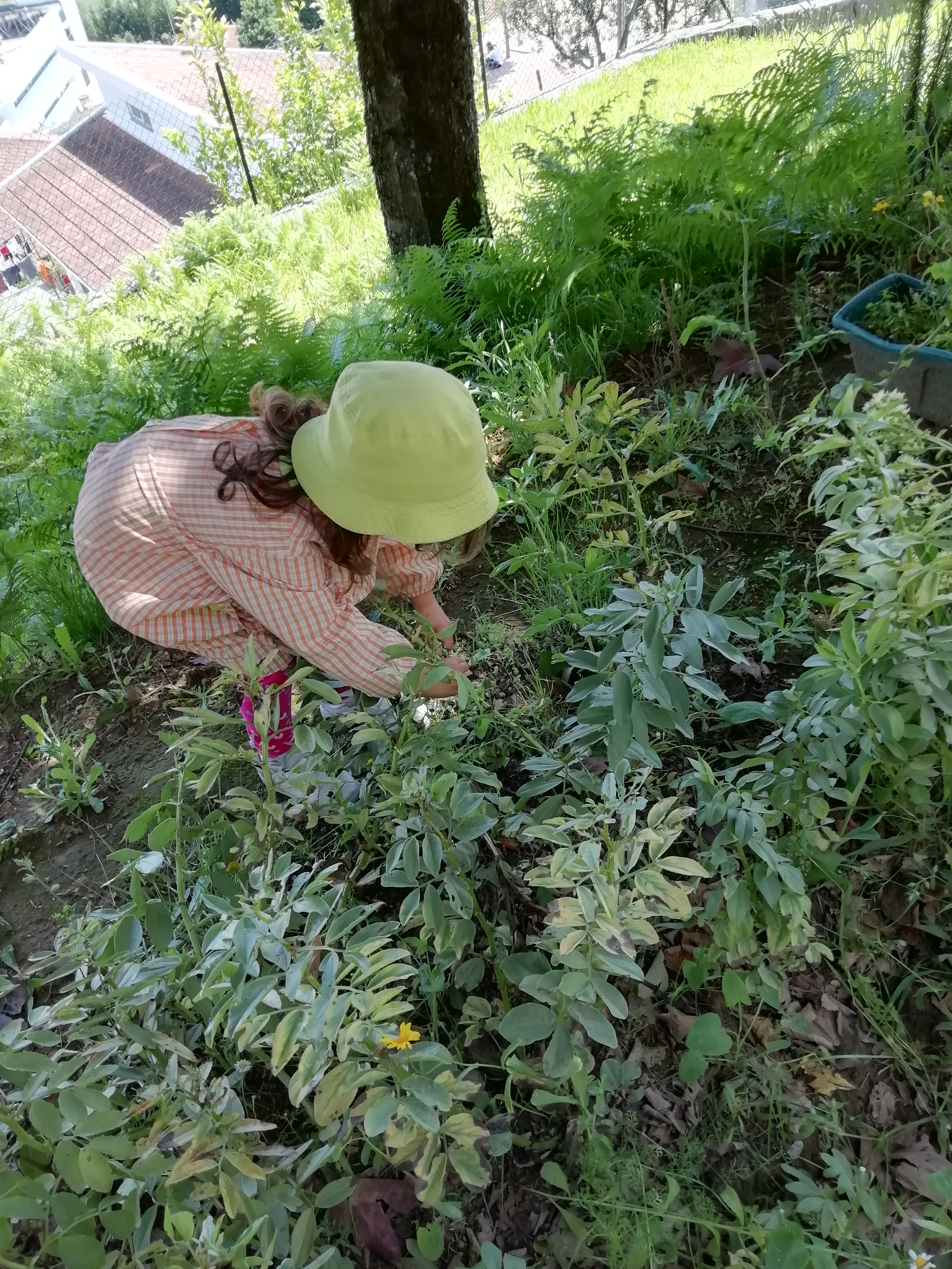 A colheita foi feita com todo o cuidado para não prejudicar as outras plantas.
