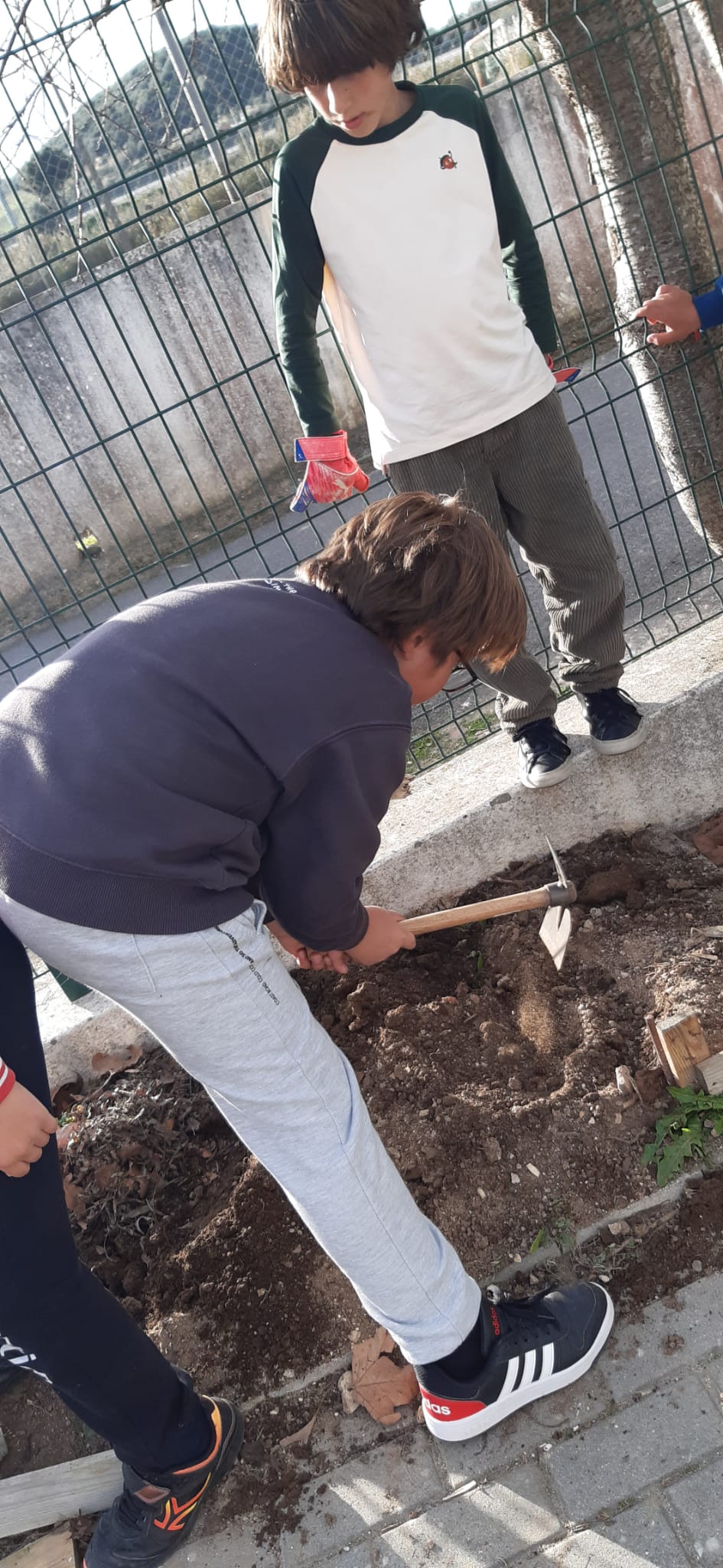 Alunos a preparar a terra para cultivo de aromáticas.