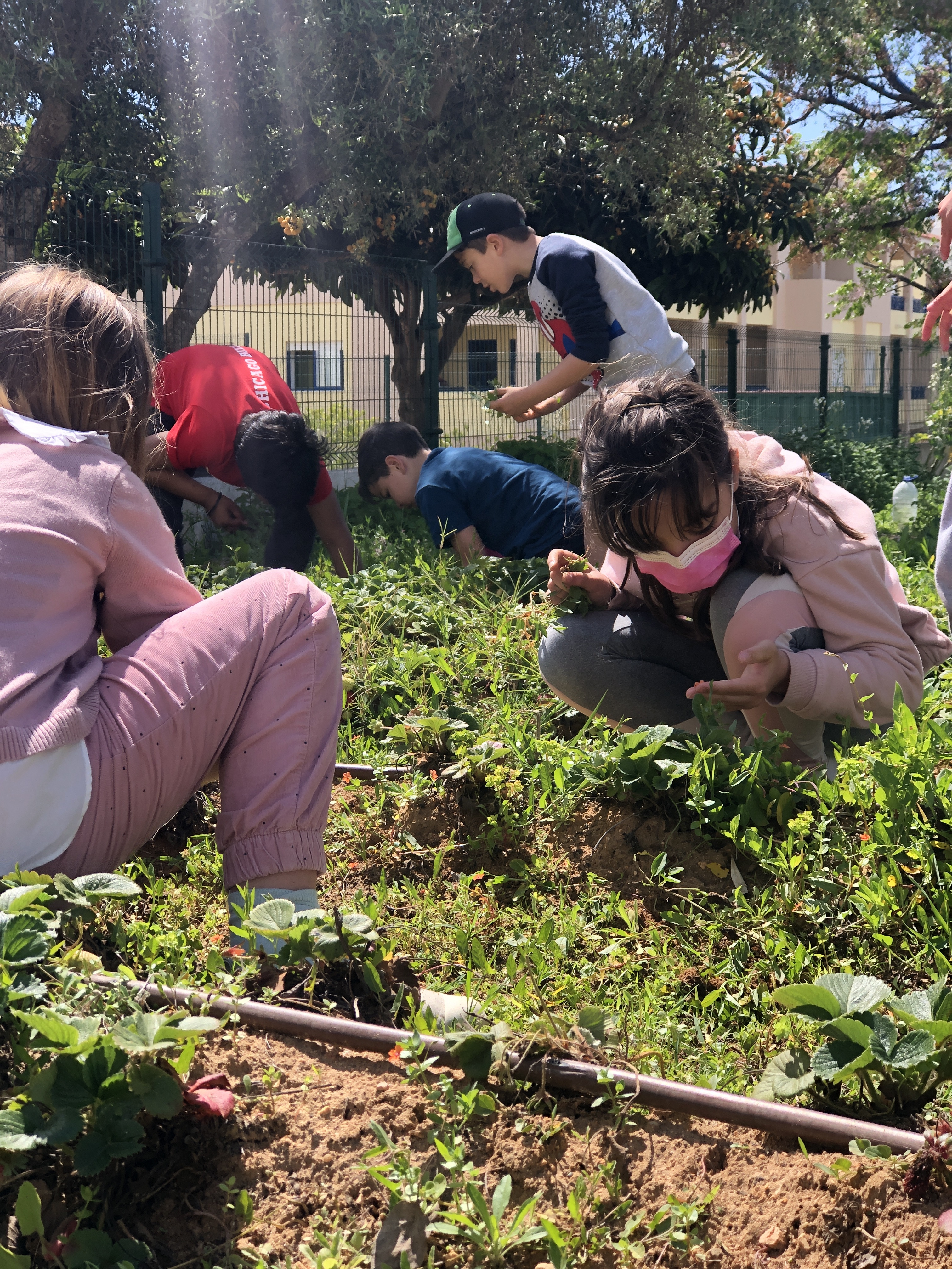 Desenvolvimento dos frutos e legumes da nossa horta pedagógica.
