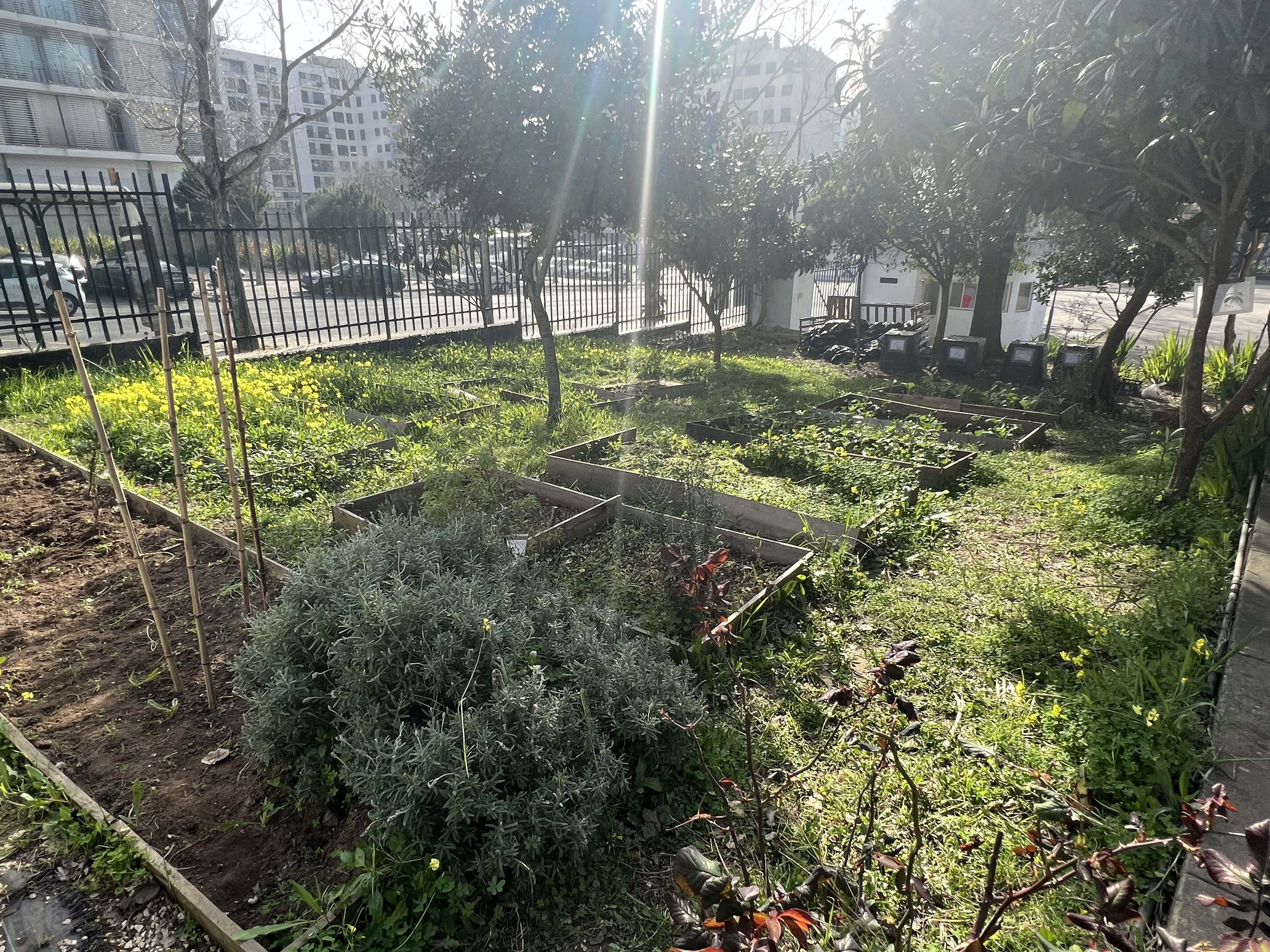 Talhões com culturas aromáticas