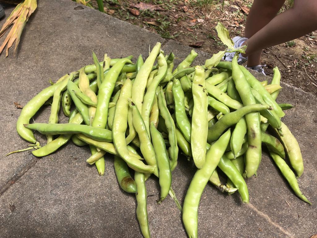 favas