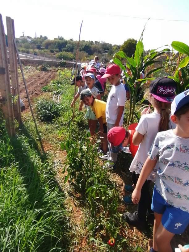 A cuidar da horta de um familiar da funcionária da escola enquanto aguardamos que o Município nos ajude a ter a nossa horta funcional.