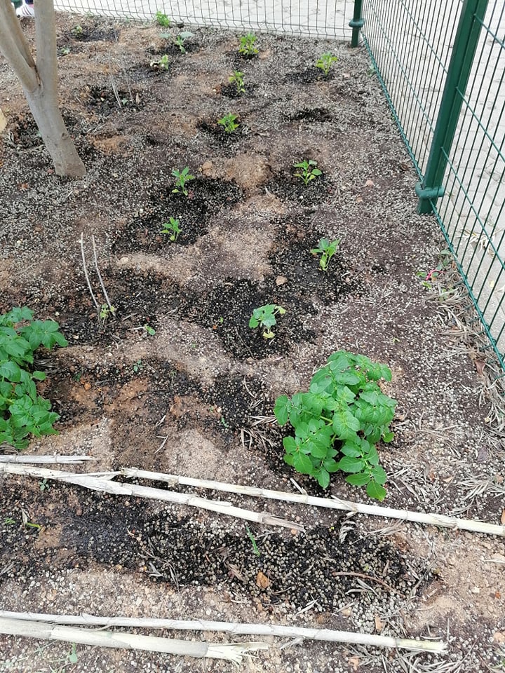 Primeiras plantações
