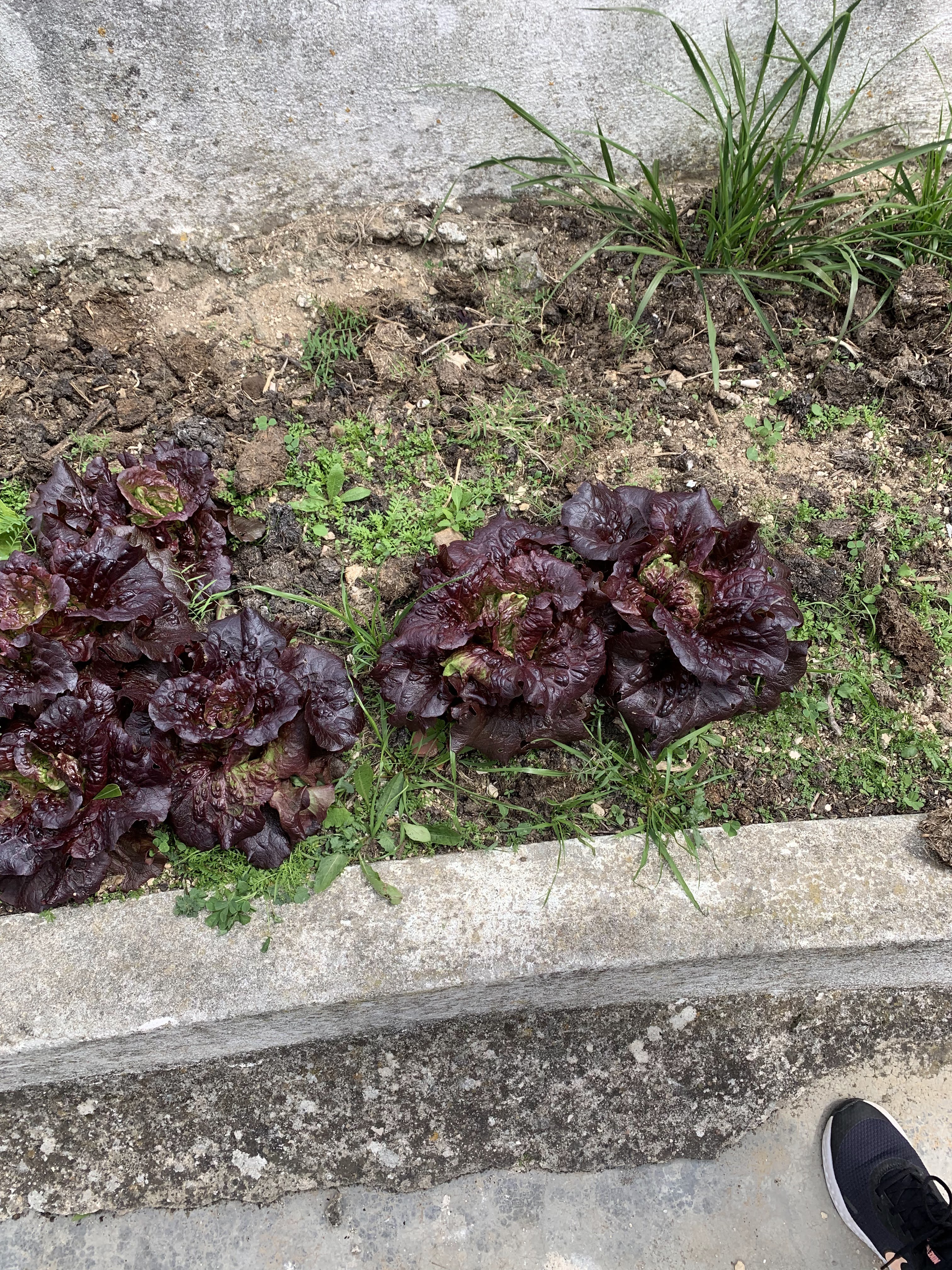 Plantação da Horta