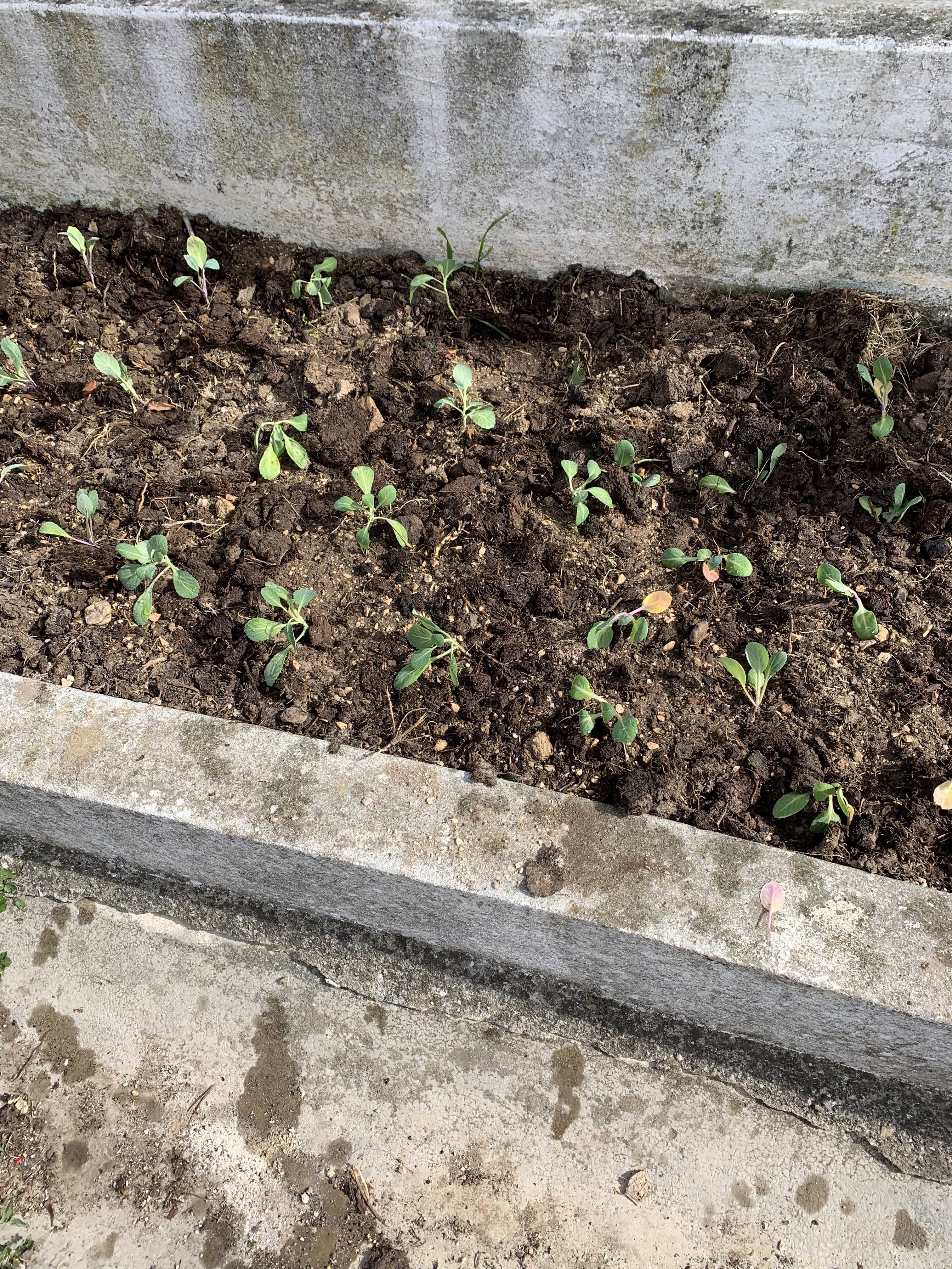 Plantação da Horta
