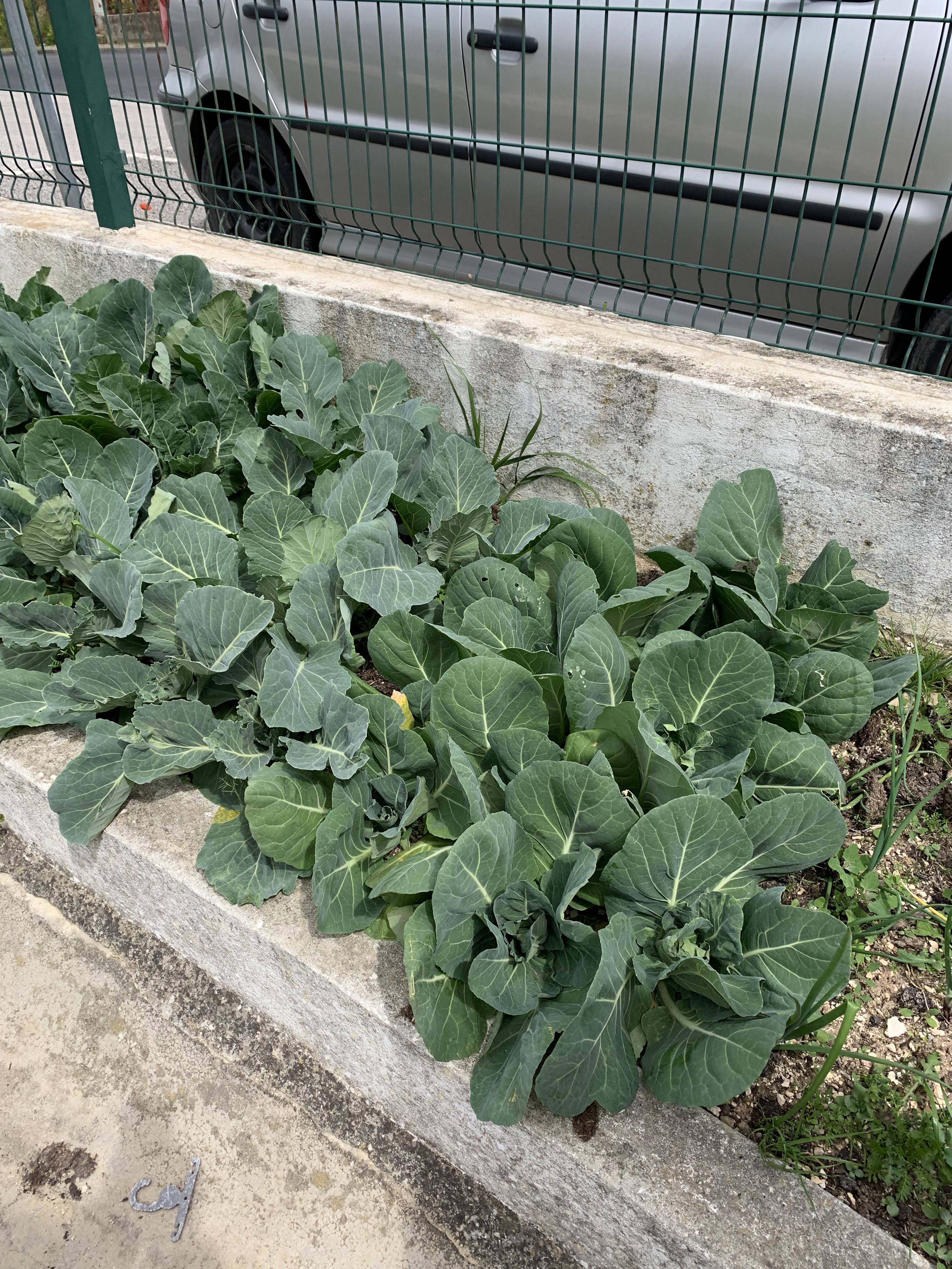O crescimento da horta