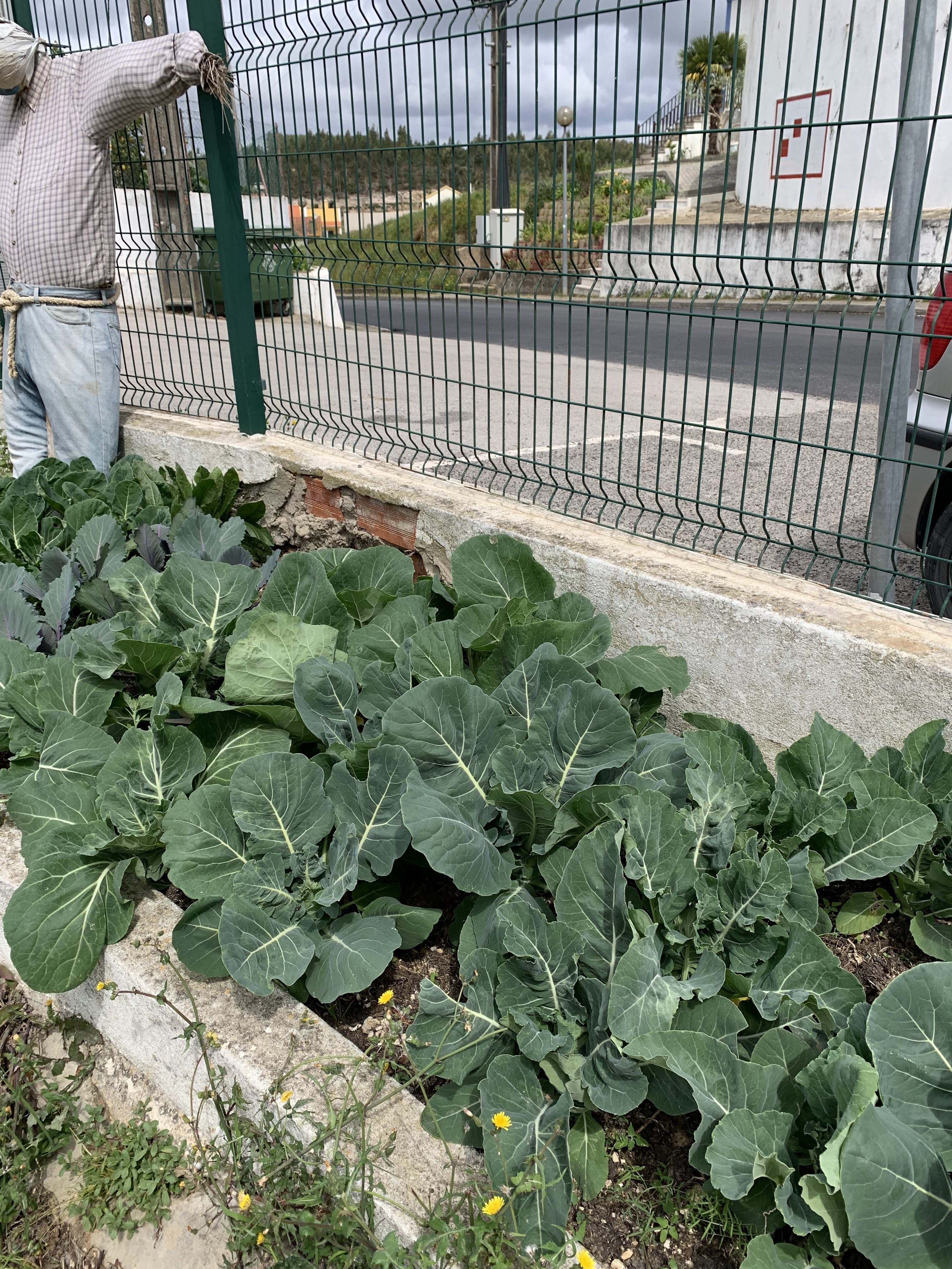 O crescimento da horta
