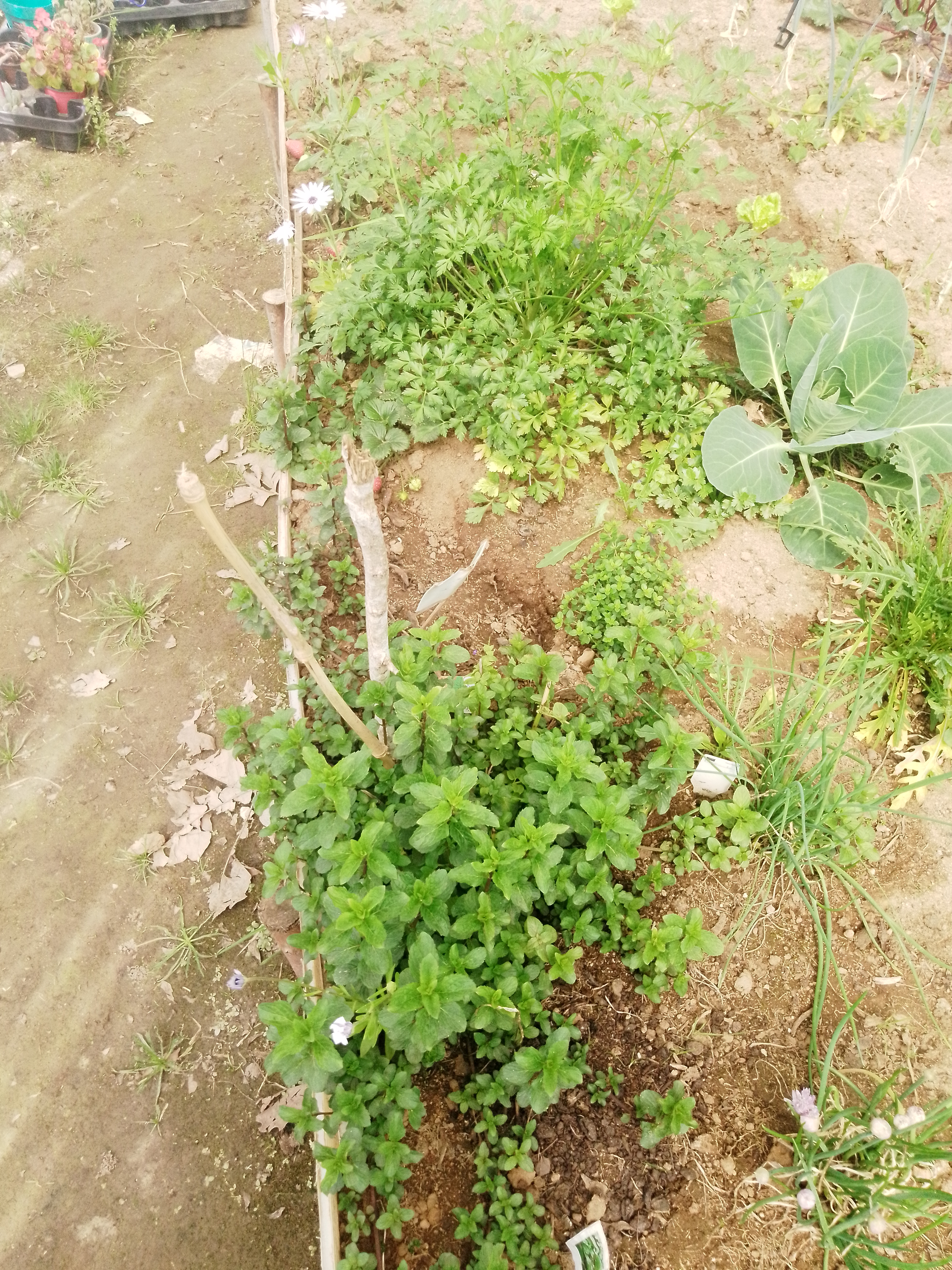 Aromáticas