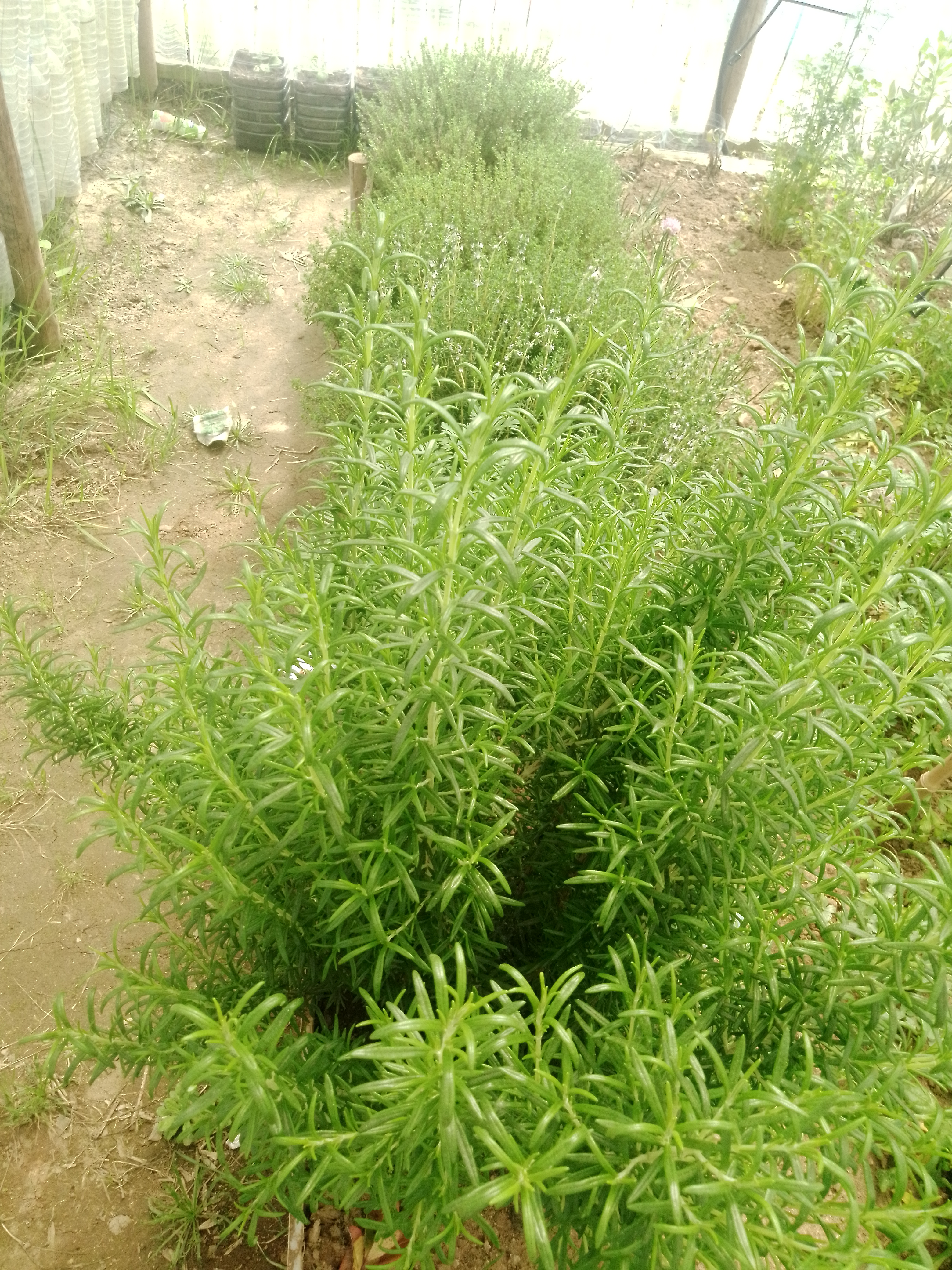 cultivo de alface e beterraba