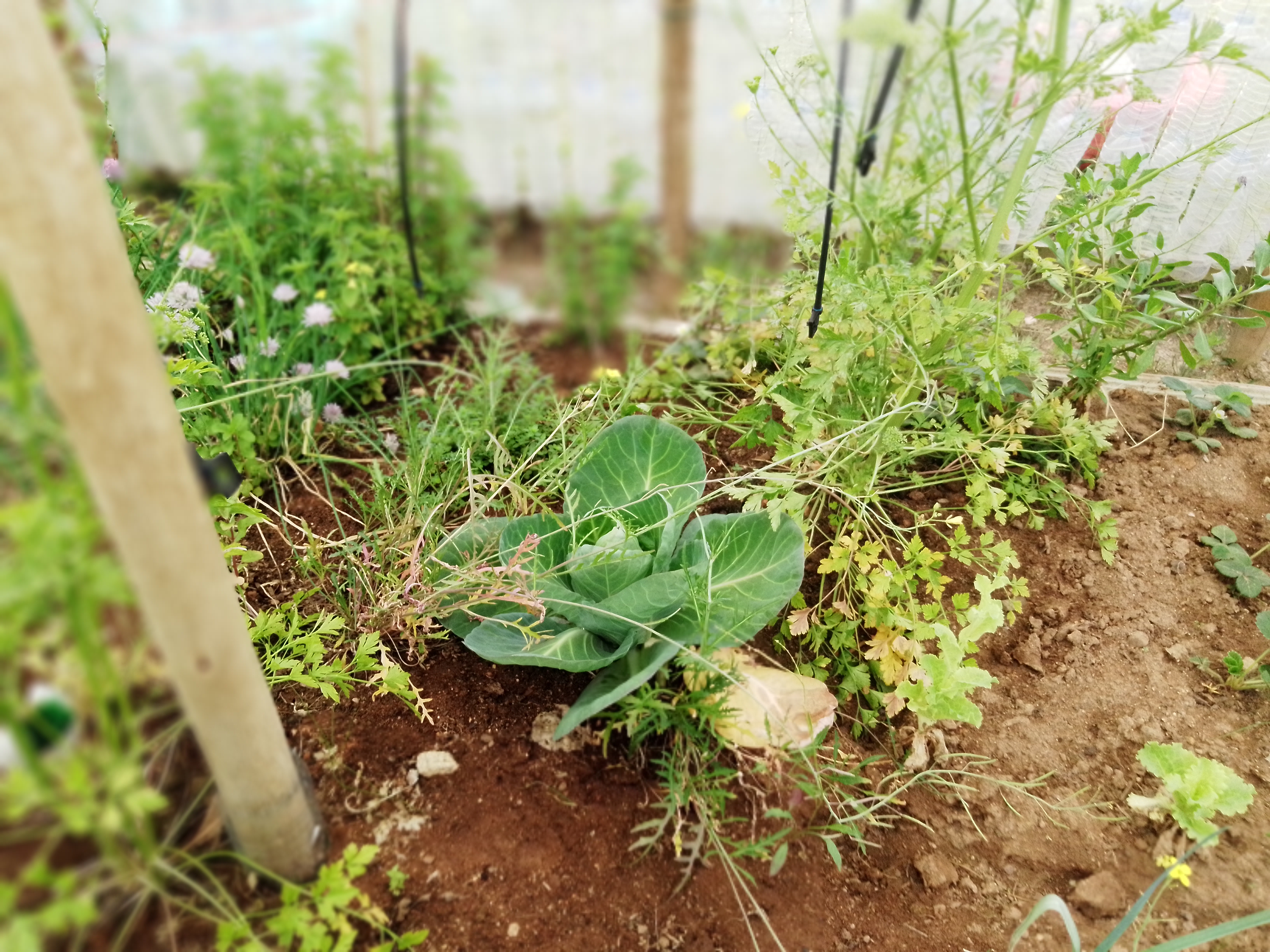 Aromáticas e couve em fase final de crescimento