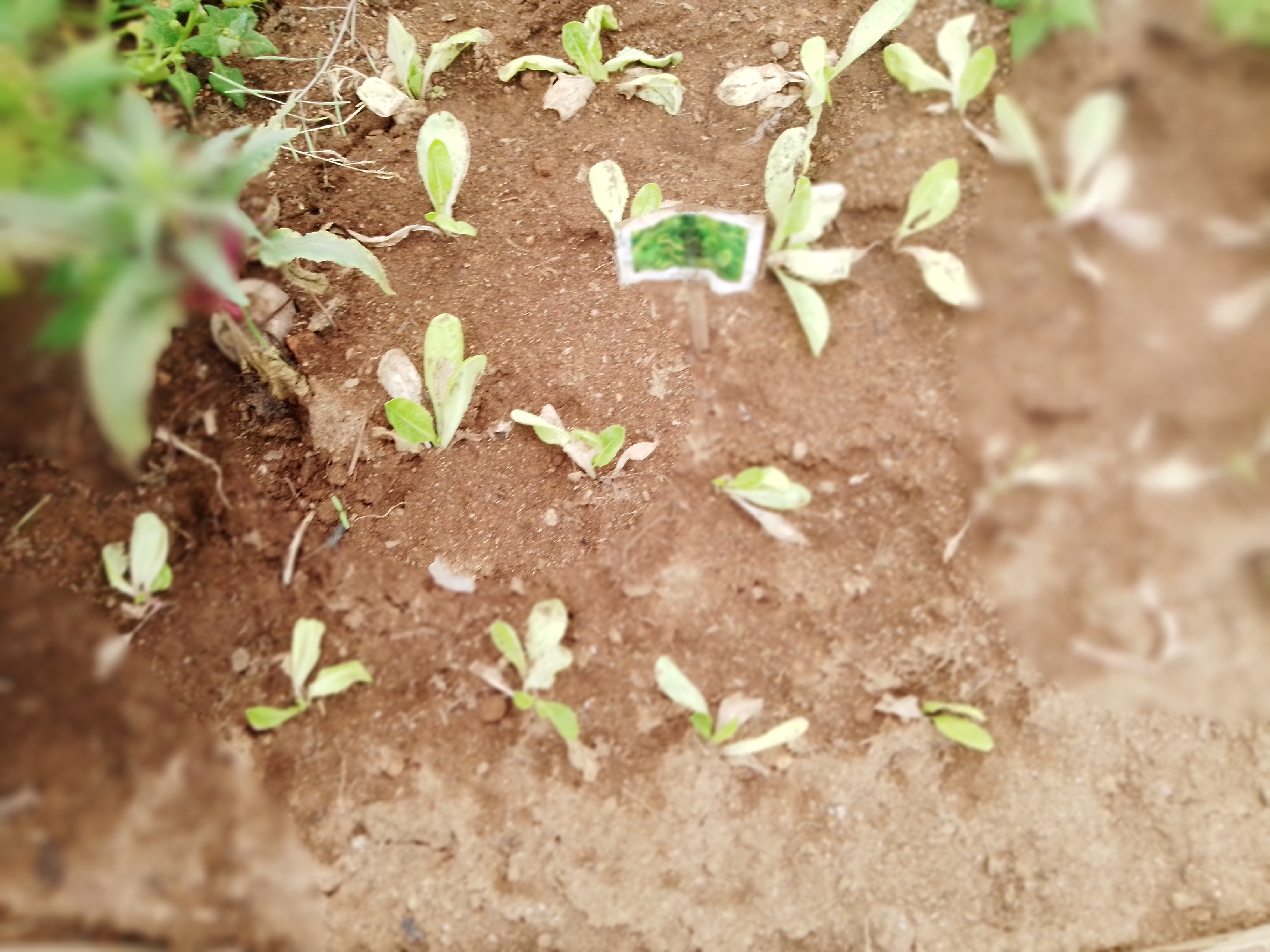 2.º Cultivo de alfaces