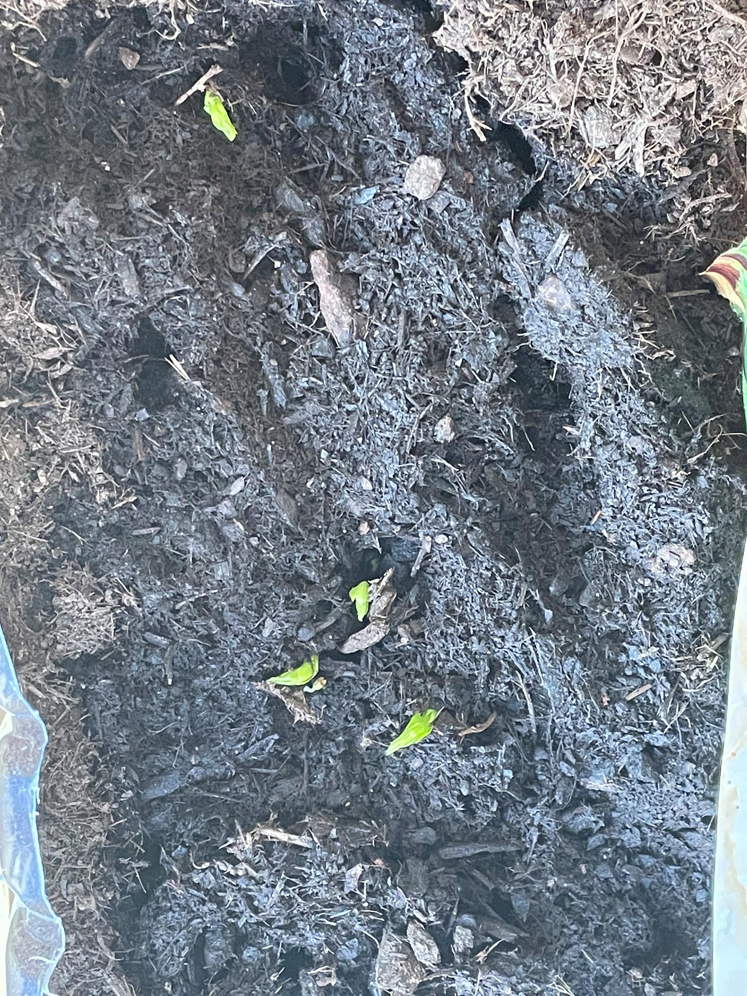 Horta Biológica - A plantação