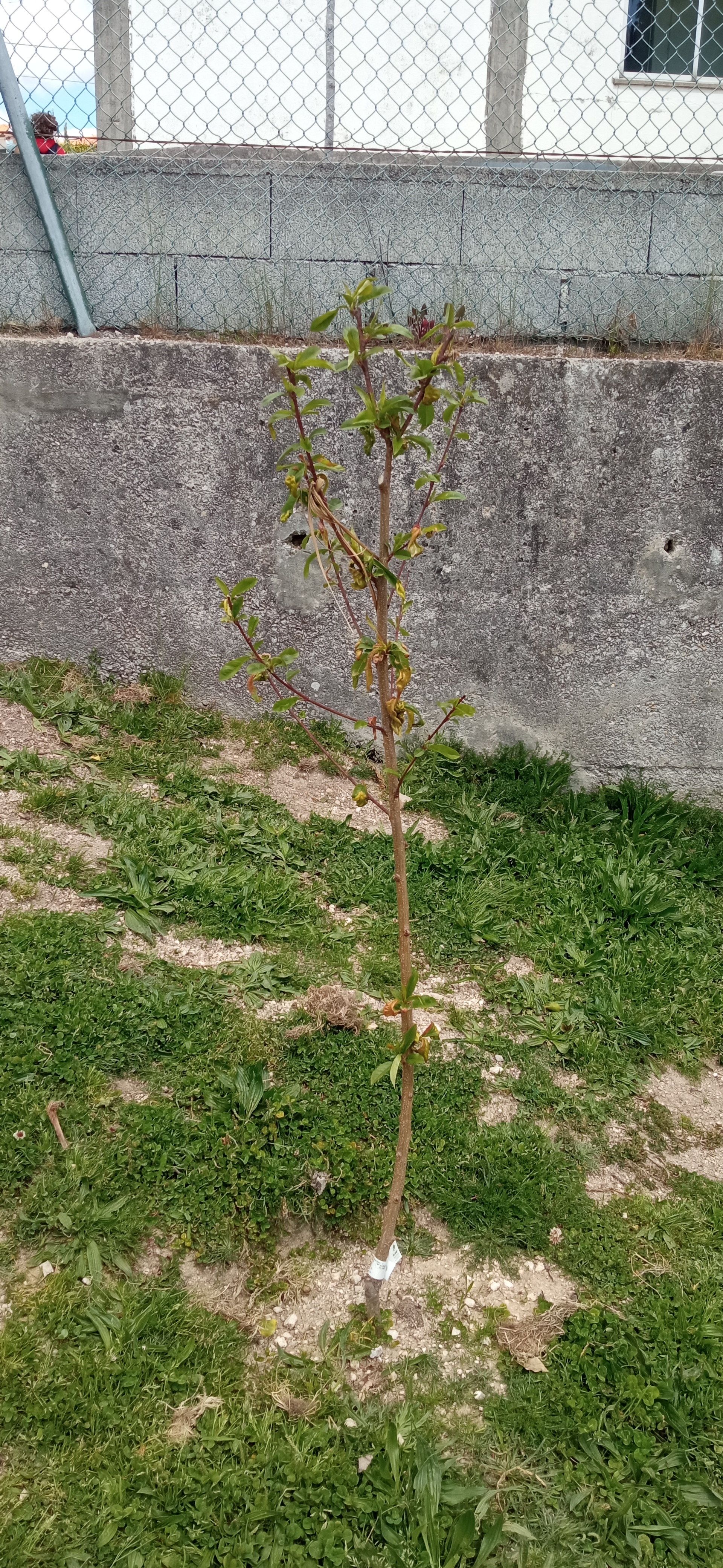 Pessegueiro em flor