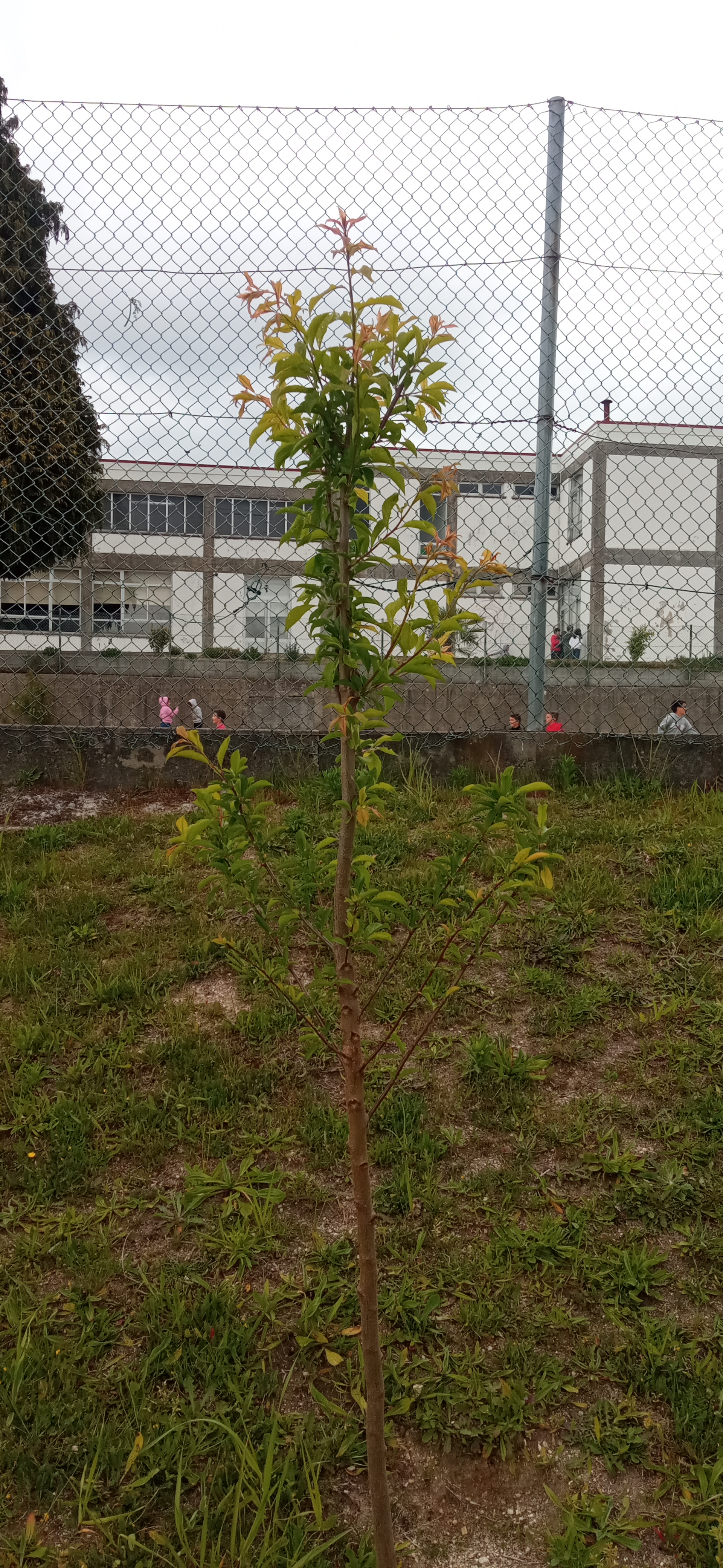 Ameixoeira em flor