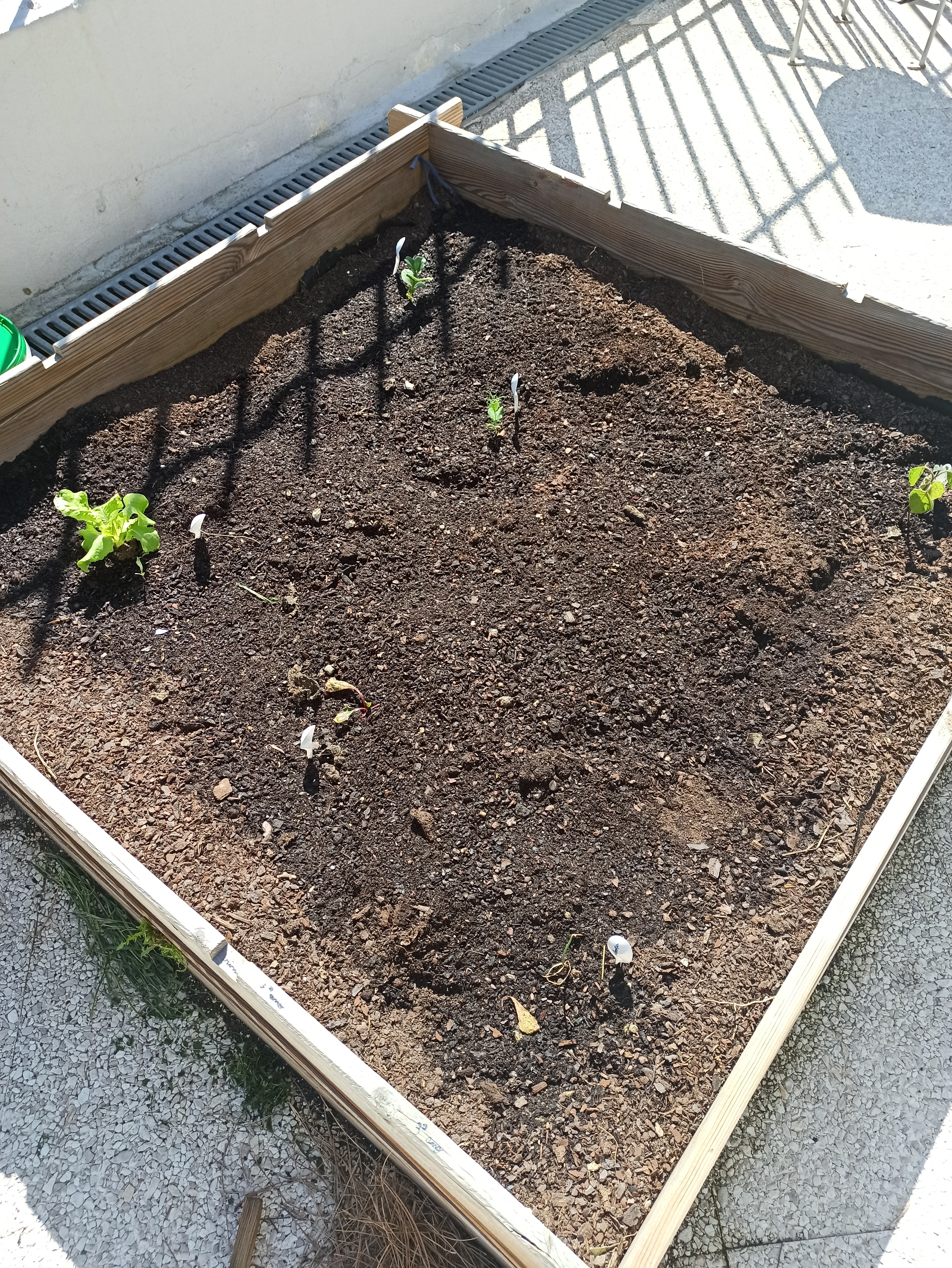 As primeiras plantações foram variadas...