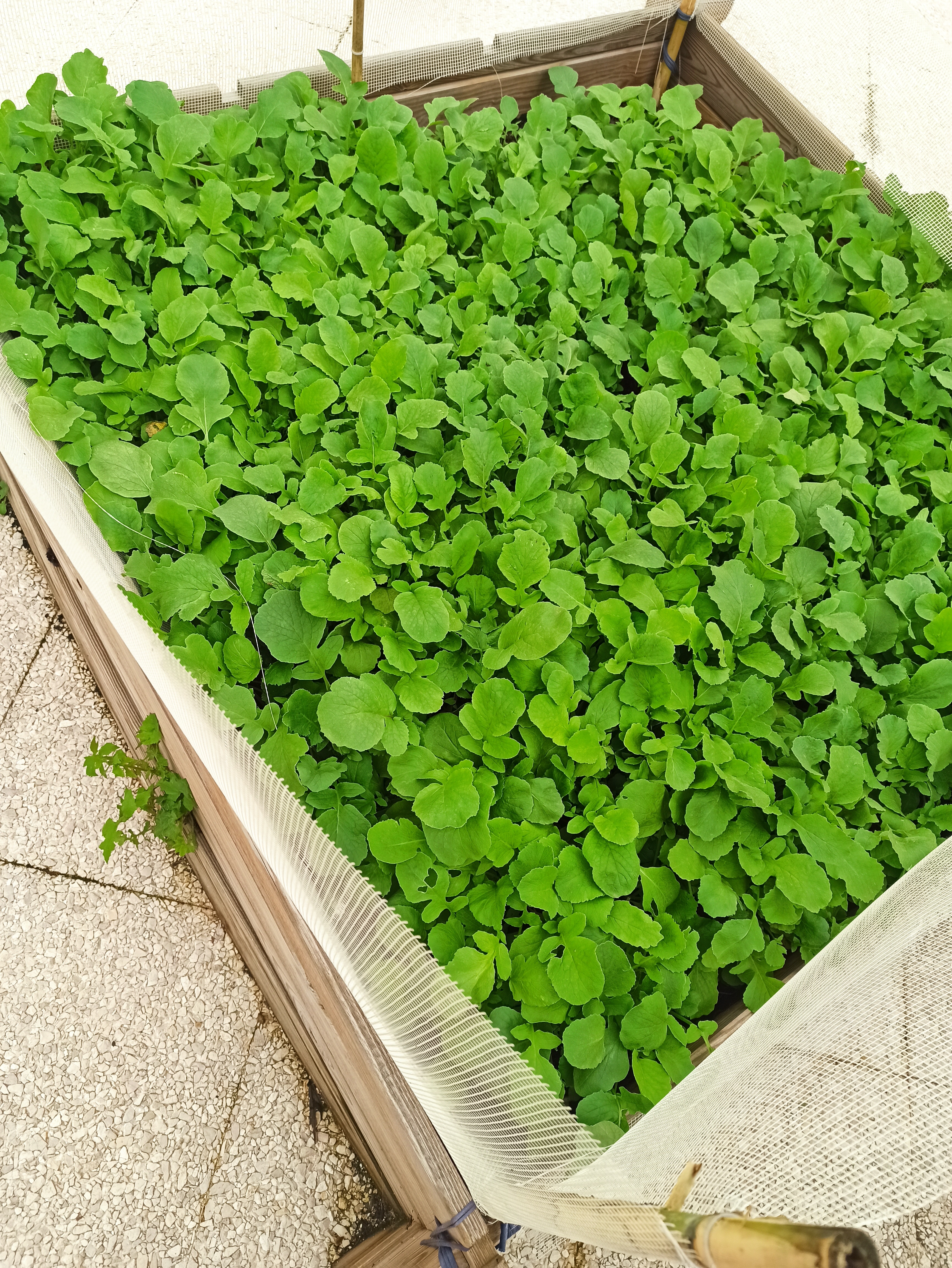 Coentros e outras ervas aromáticas