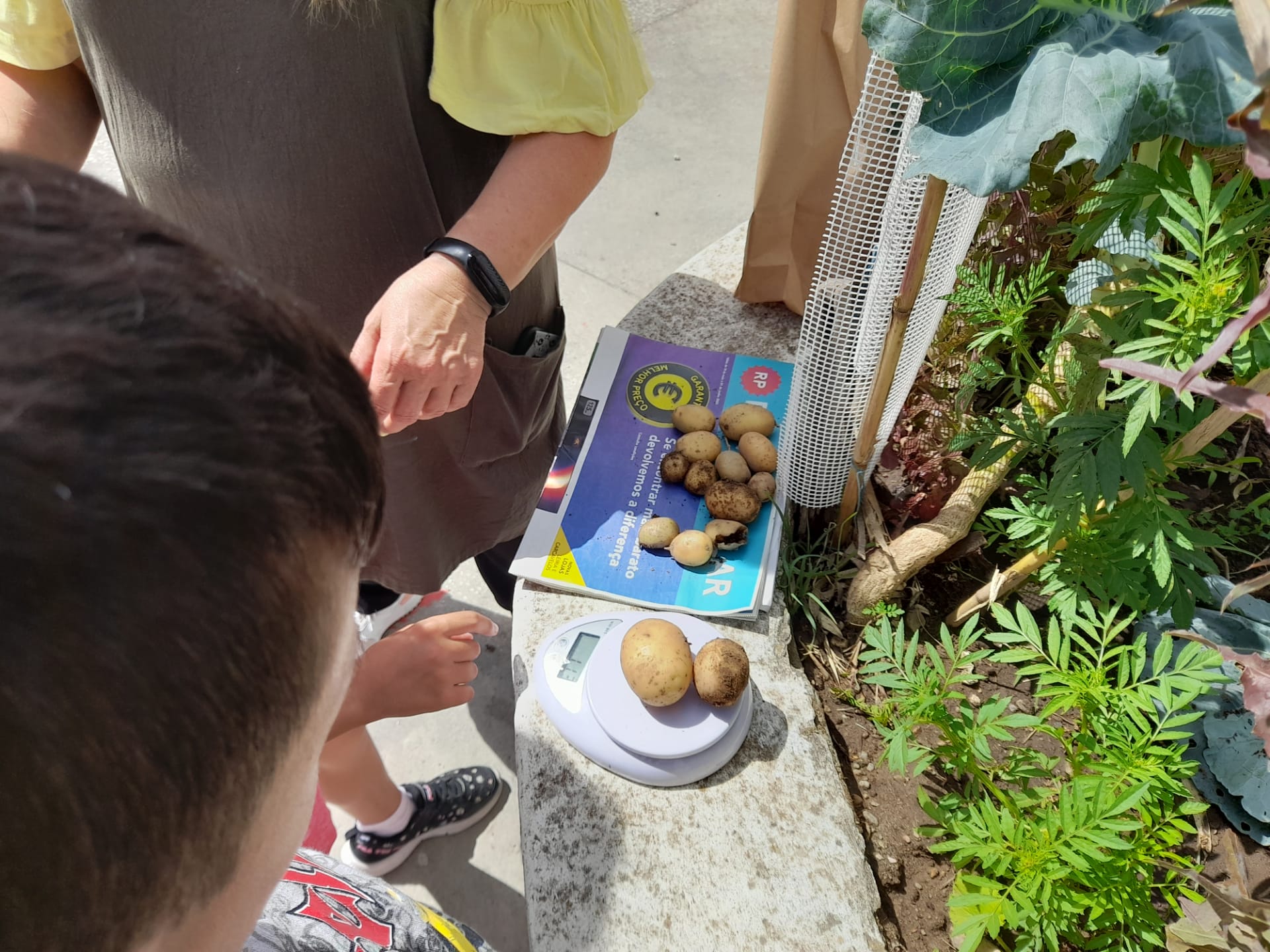 A pesagem das batatas