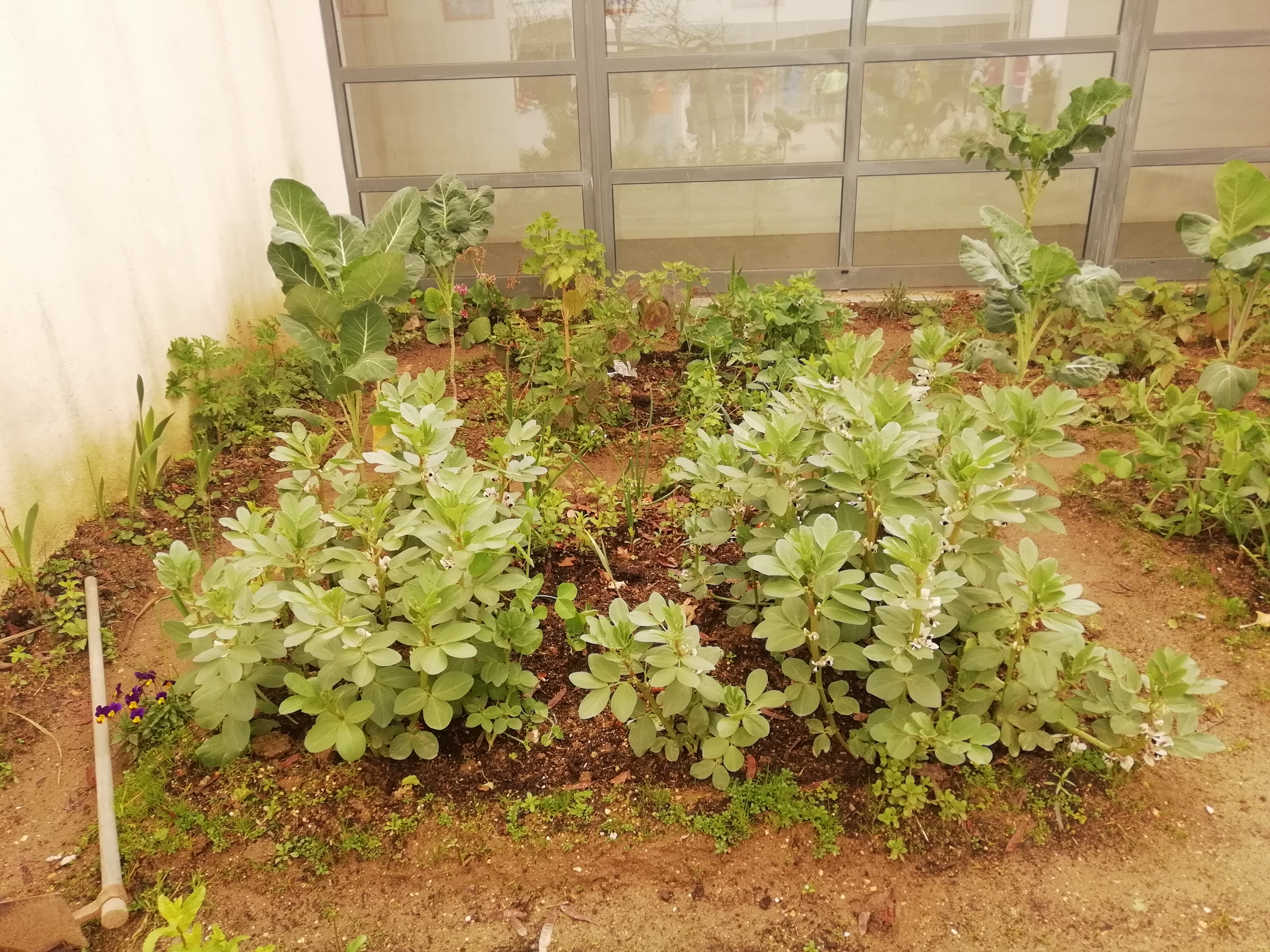 Plano lateral esquerdo- Canteiro com Favas, canteiro com ervas aromáticas