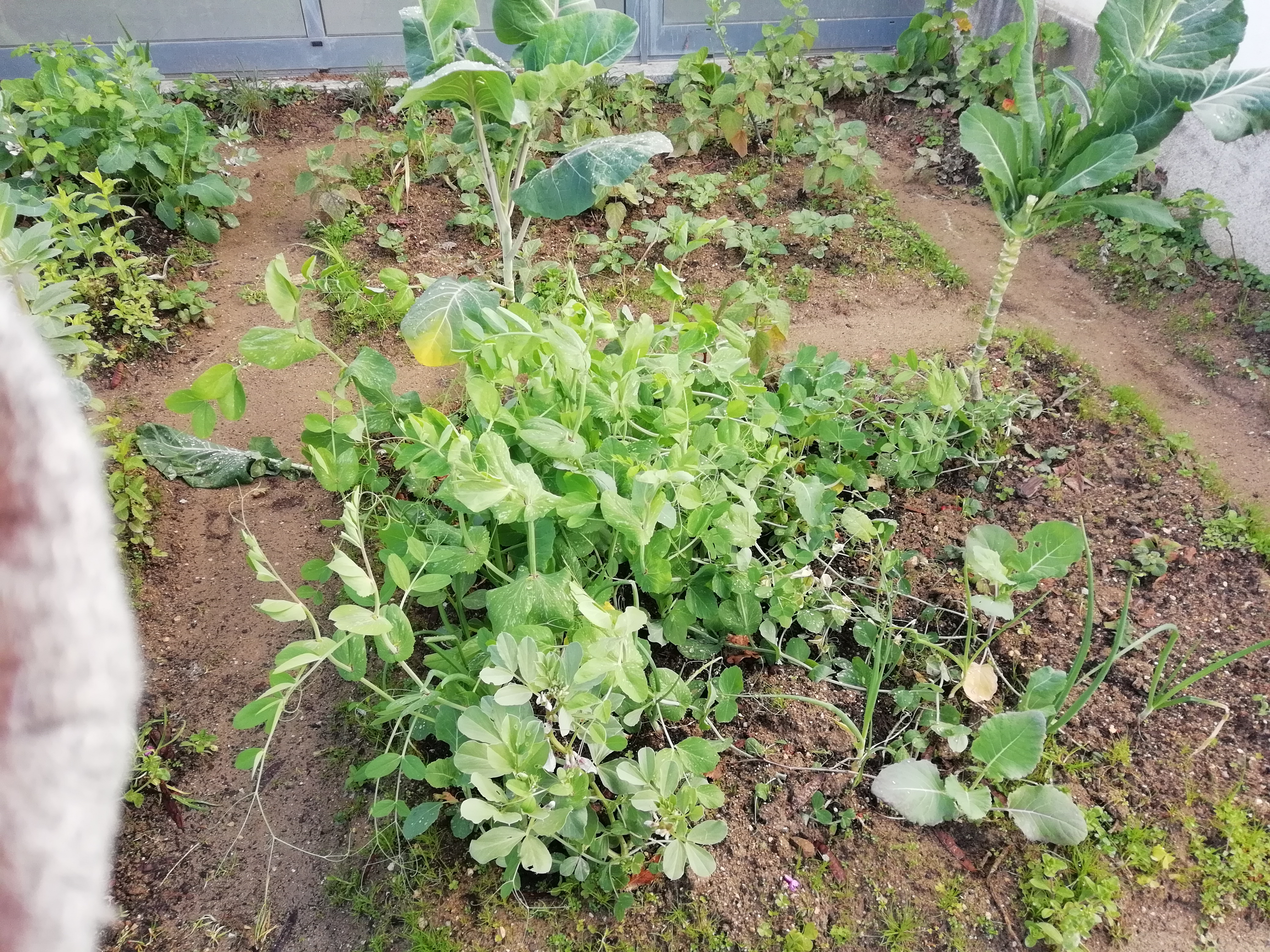 Plano lateral direito- Canteiro com ervilhas, cebolas e morangos. Canteiro com batatas, framboesas e crisálidas.