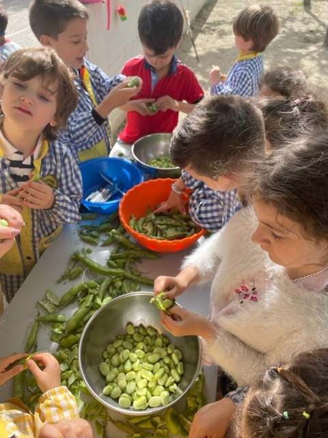 Hora de debulhar as favas