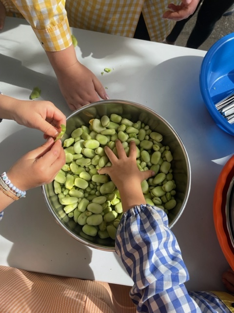 Favas