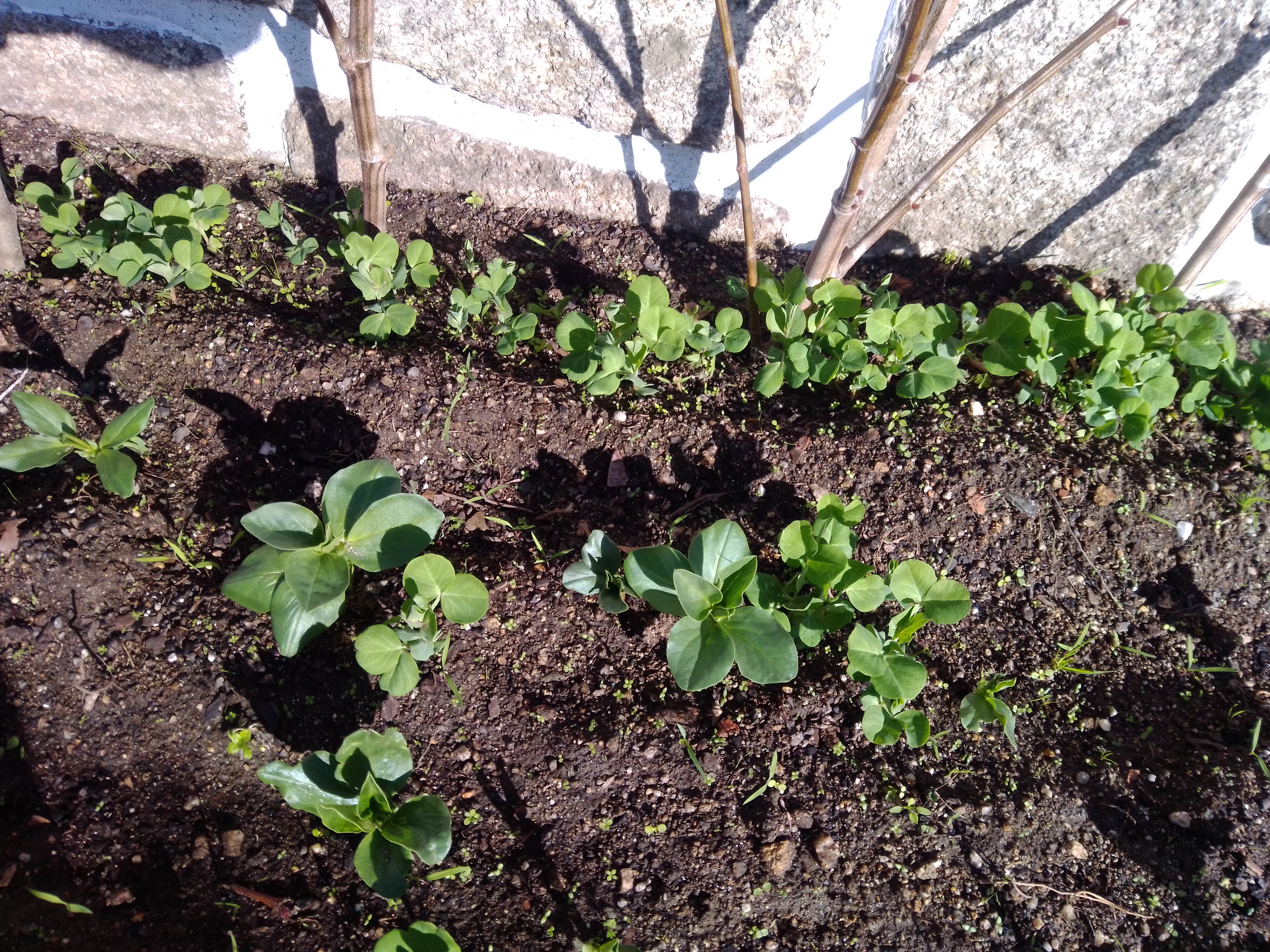 Alguns dias depois, eis que surgem as primeiras plantinhas a brotar da terra!