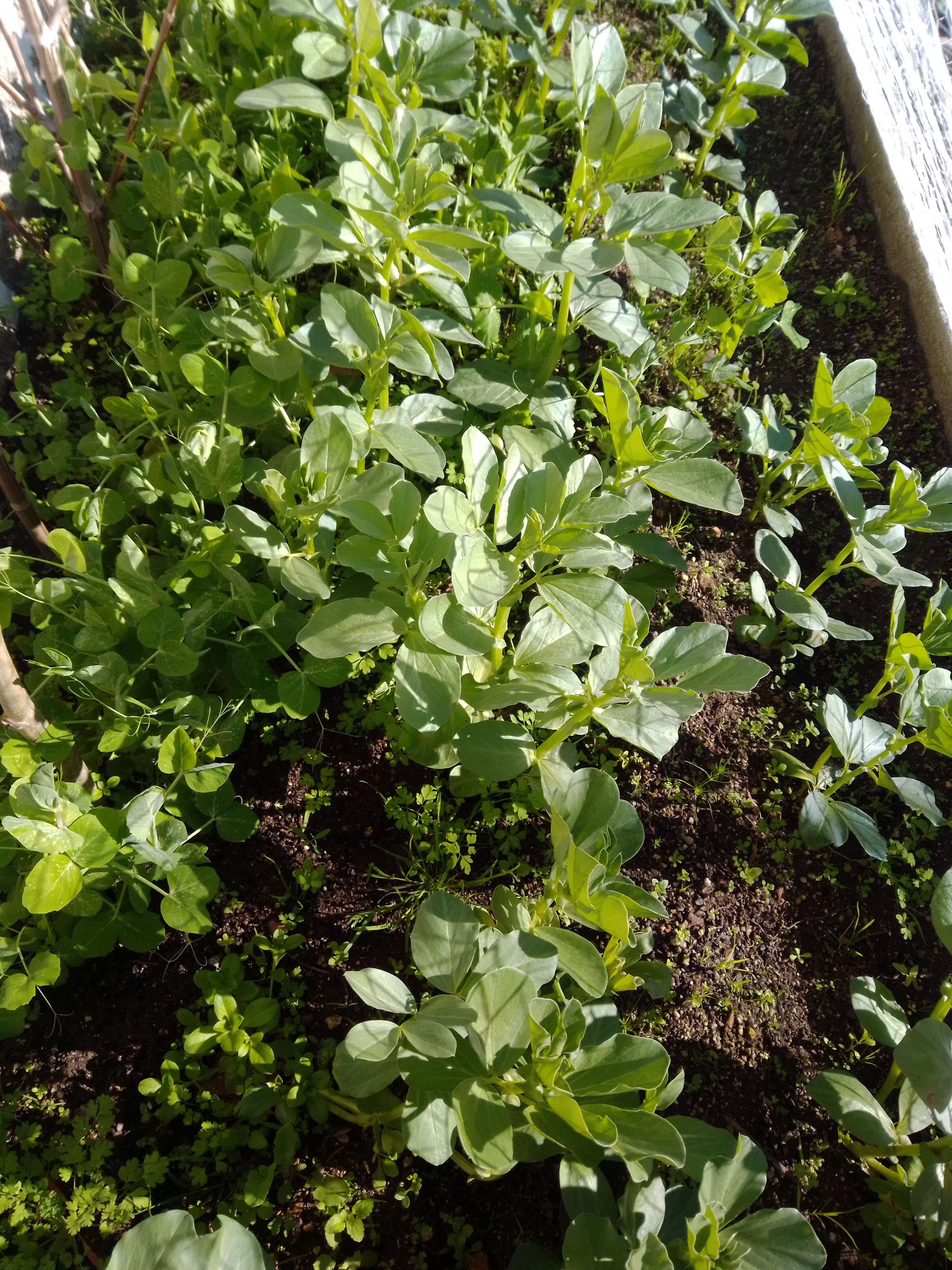 Agora podemos vê-las crescer… e crescer…até surgirem as ervilhas, as favas e os alhos!
E assim vamos aprendendo, convivendo com a Natureza!