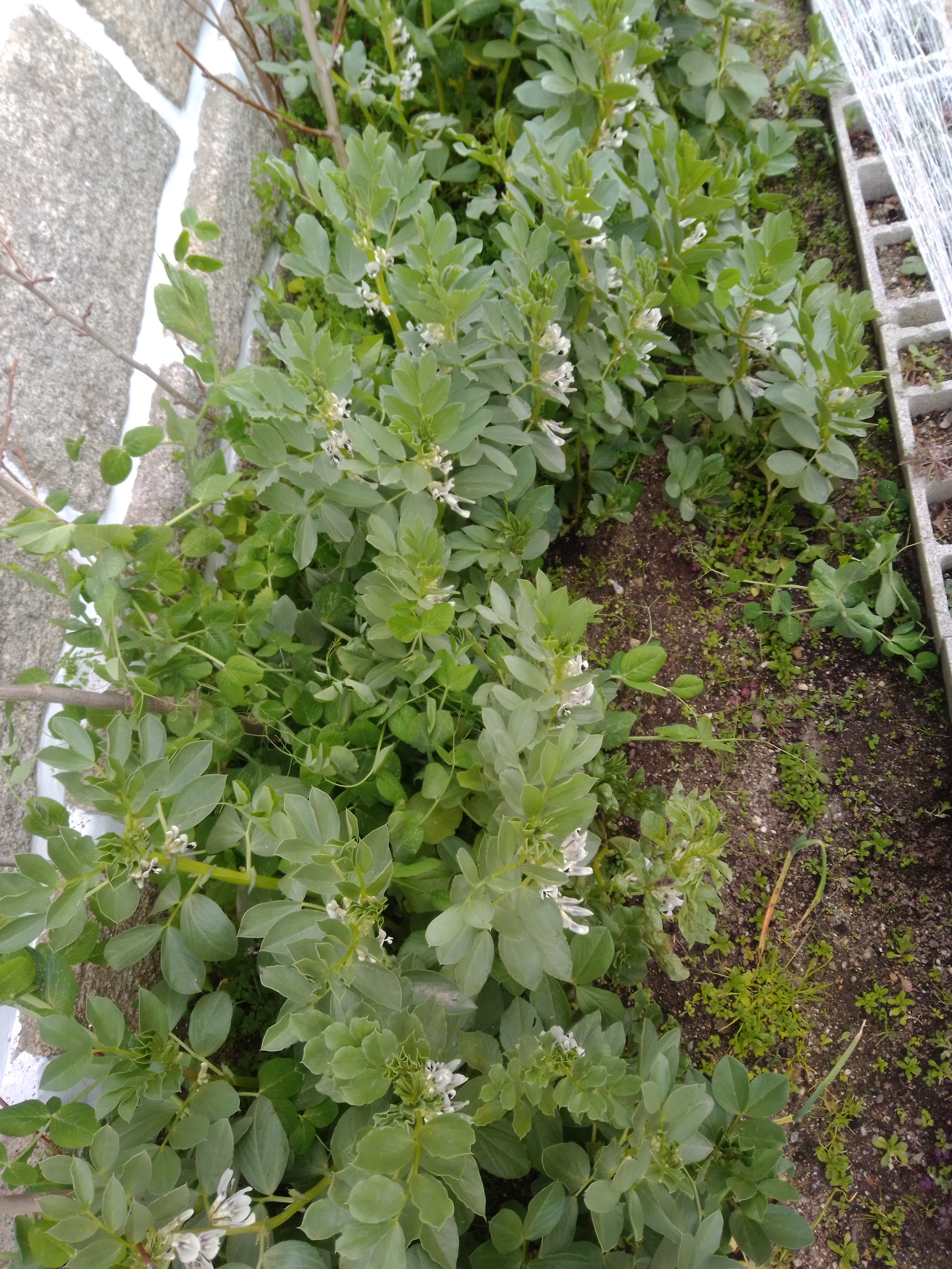 As ervilhas e as favas começaram a florir...