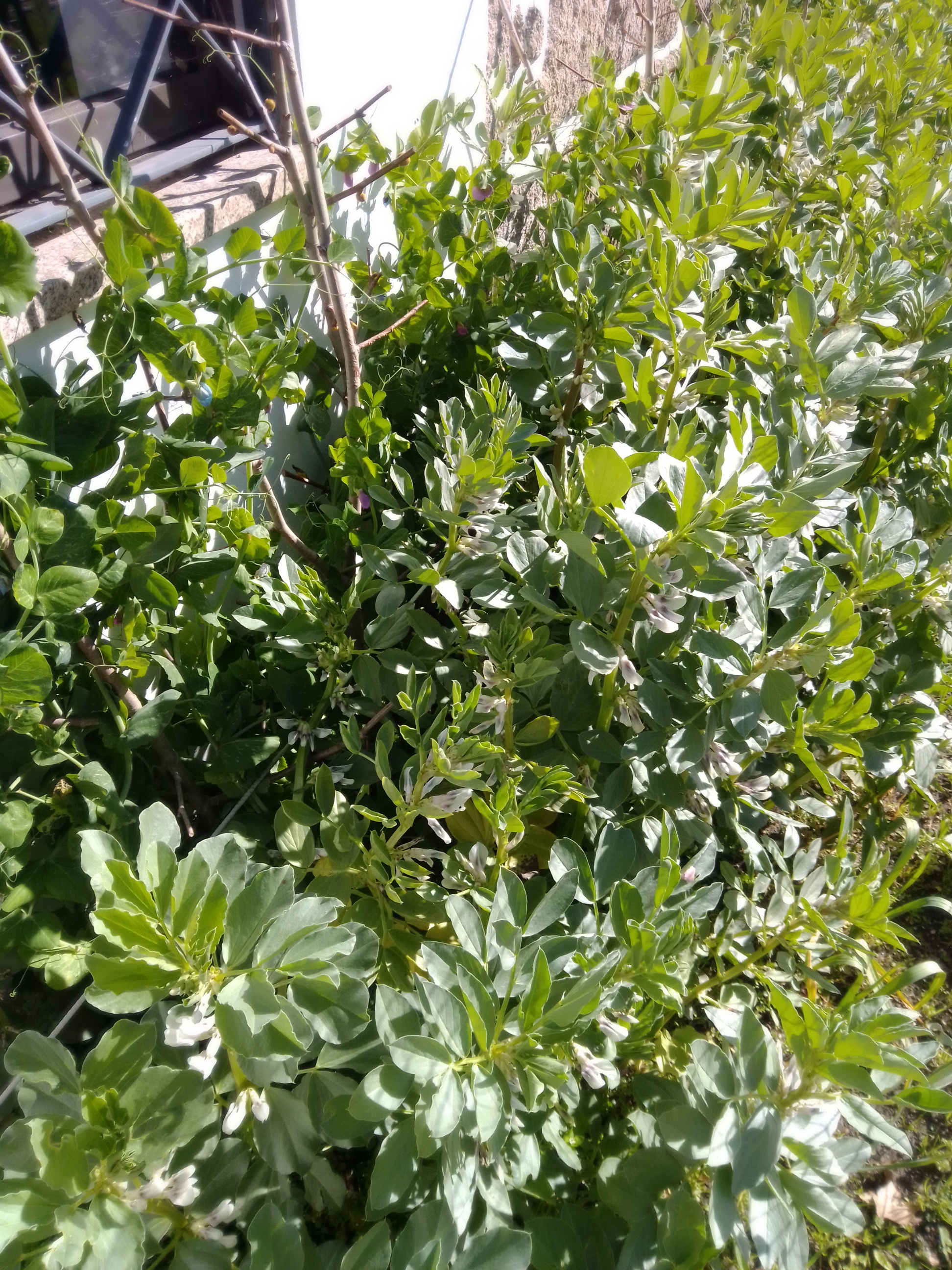 A favas também cresceram muito e floriram...
