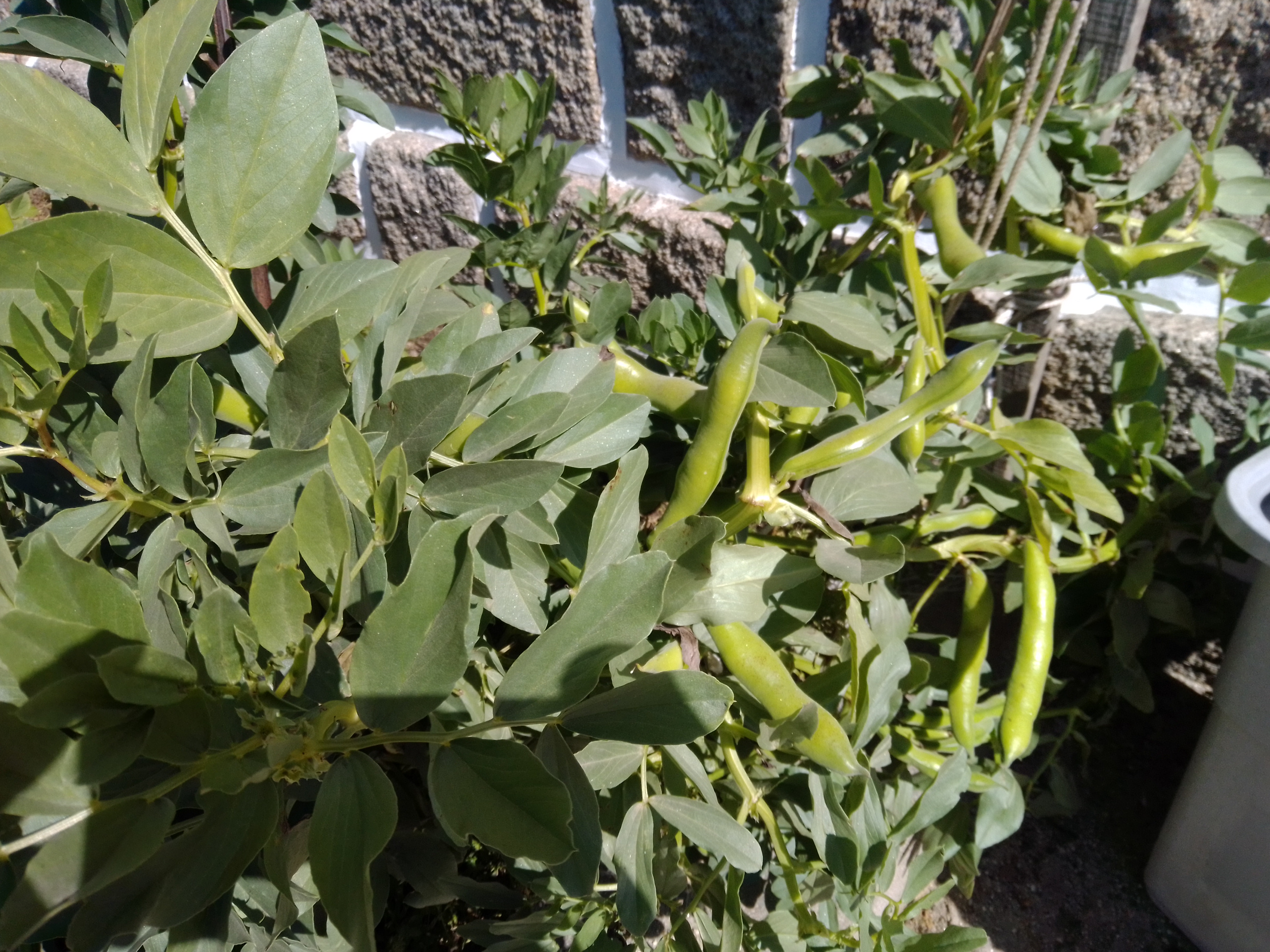 Por fim, deram fruto...Muitas favas.