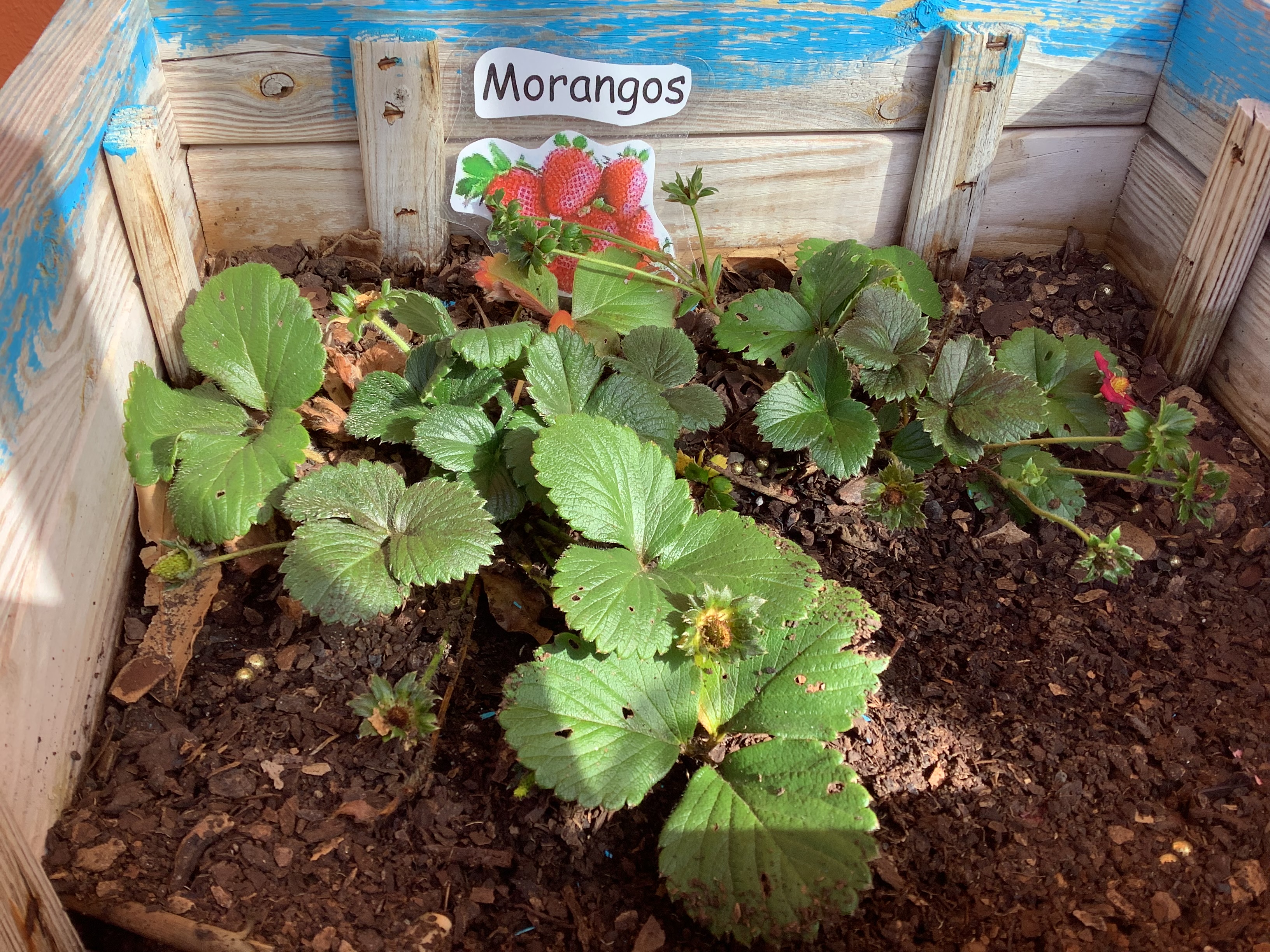 Canteiro de morangos.