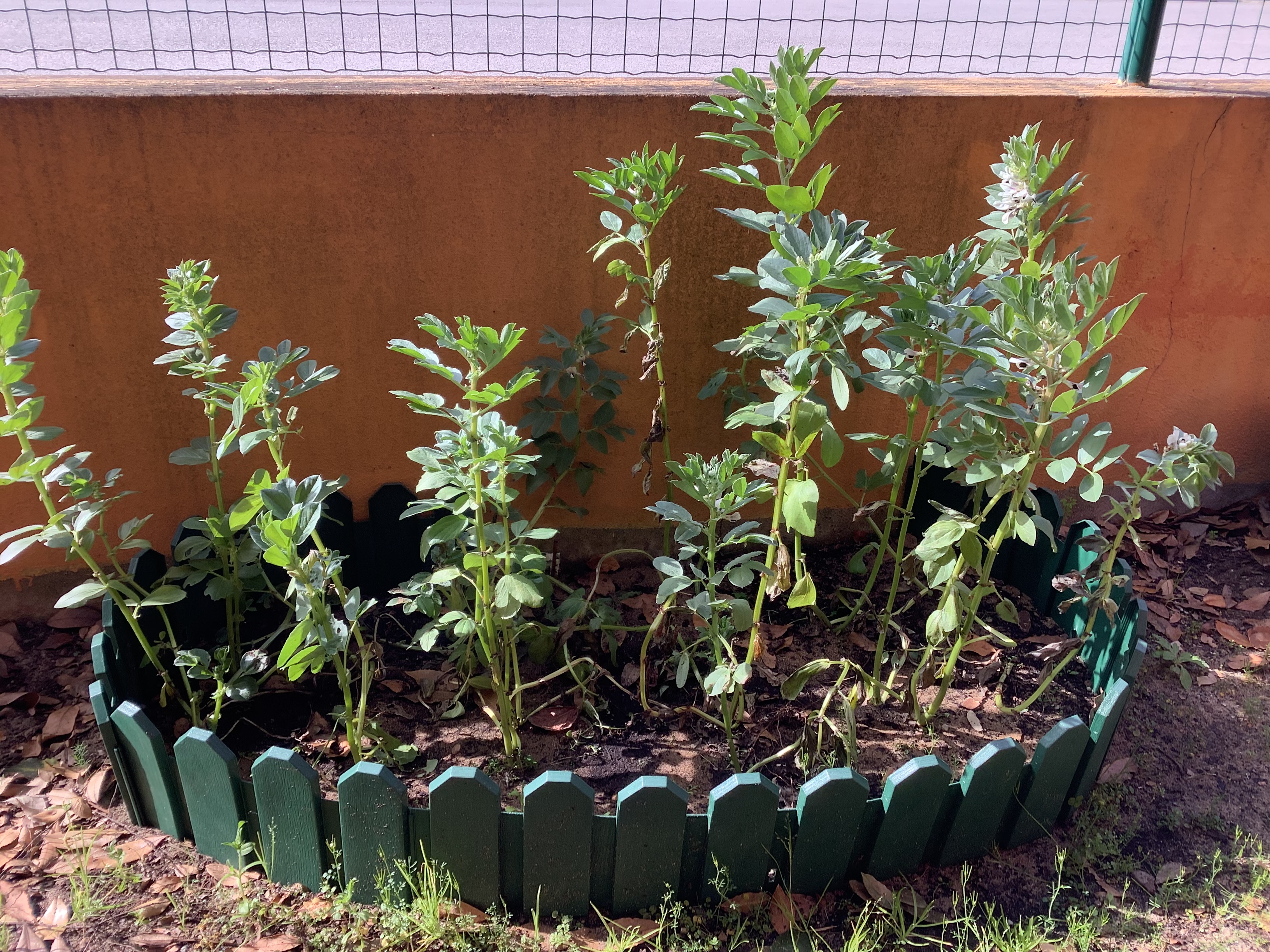 Canteiro das favas. Já têm flor.