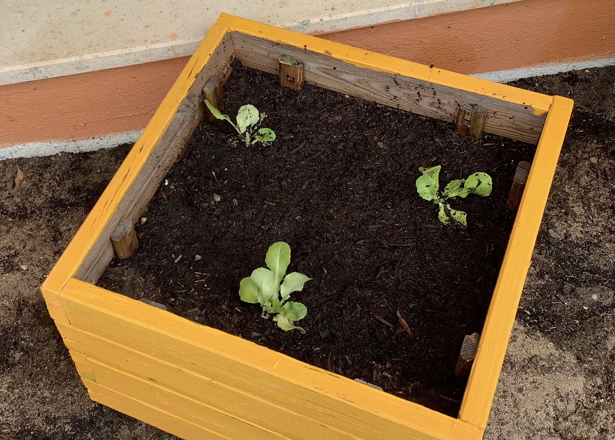 Alfaces plantadas recentemente
