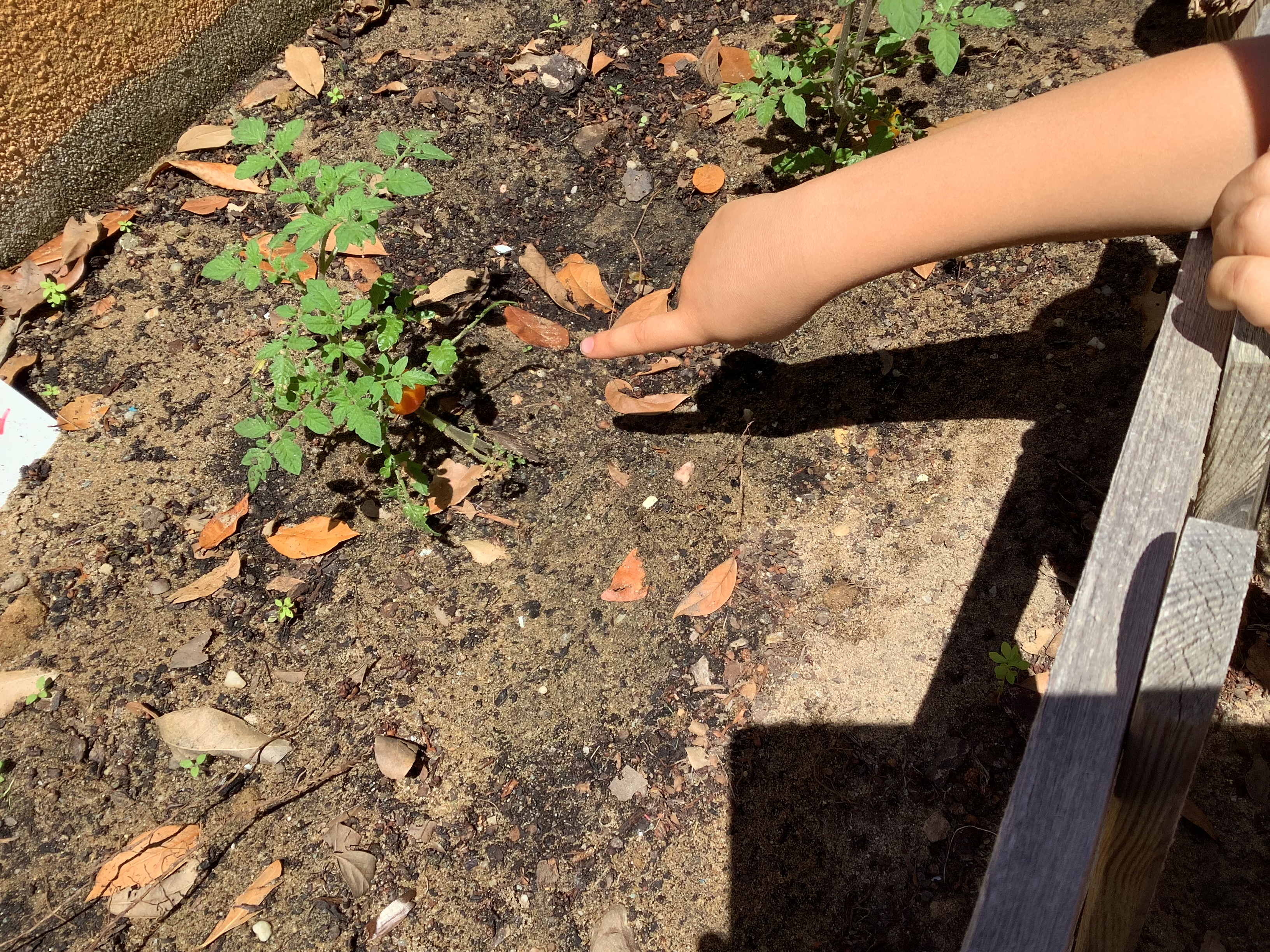 Os tomateiros de tomate cherry, apesar de pequeninos, já estão a dar fruto.