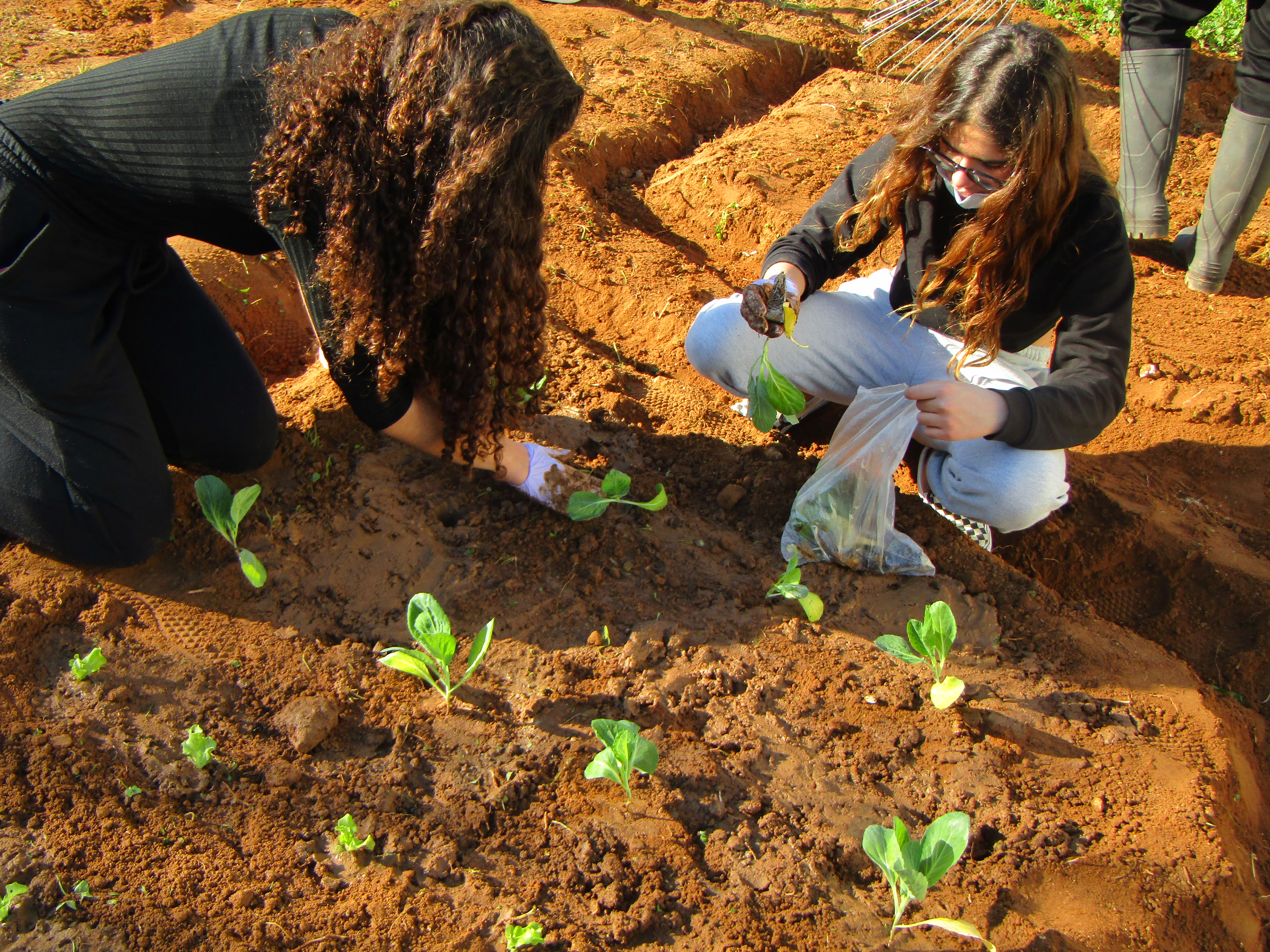 Plantação das nossas hortícolas: alfaces, brócolos, couve-flor. Sementeira de cenouras, coentros e rabanetes.
