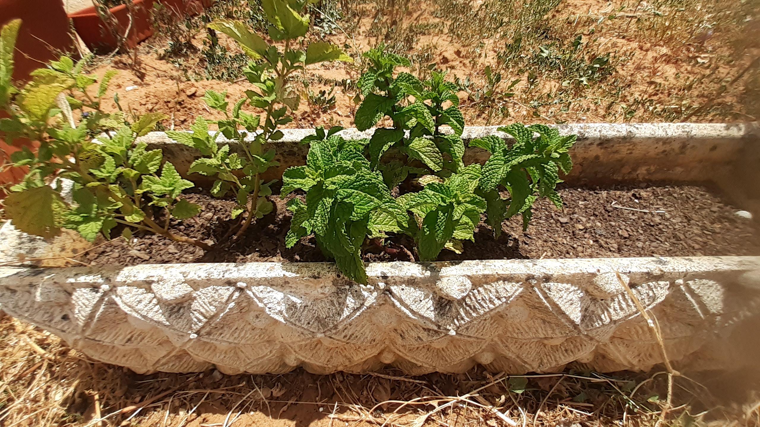 Hortelã: uma das ervas aromáticas plantada em vaso, cuja plantação, rega e manutenção esteve a cargo dos alunos de Educação Especial (com medidas adicionais).