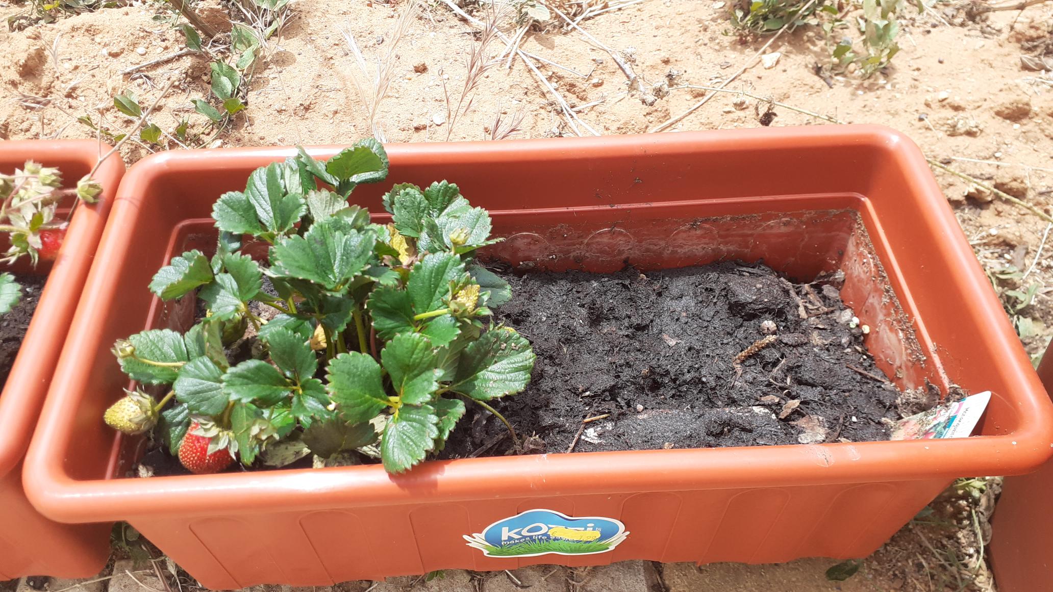 A nossa plantação de morangos, no decorrer do mês de maio.