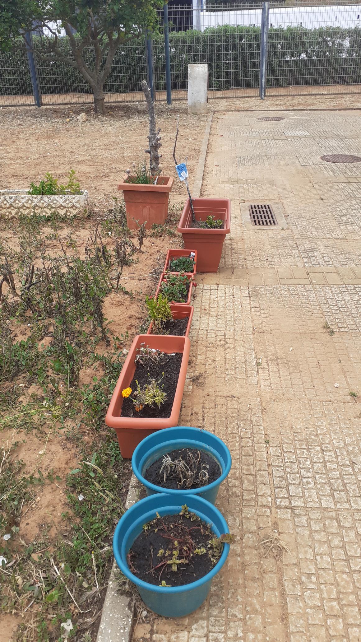 Vista da plantação de favas e das ervas aromáticas plantadas em vasos.