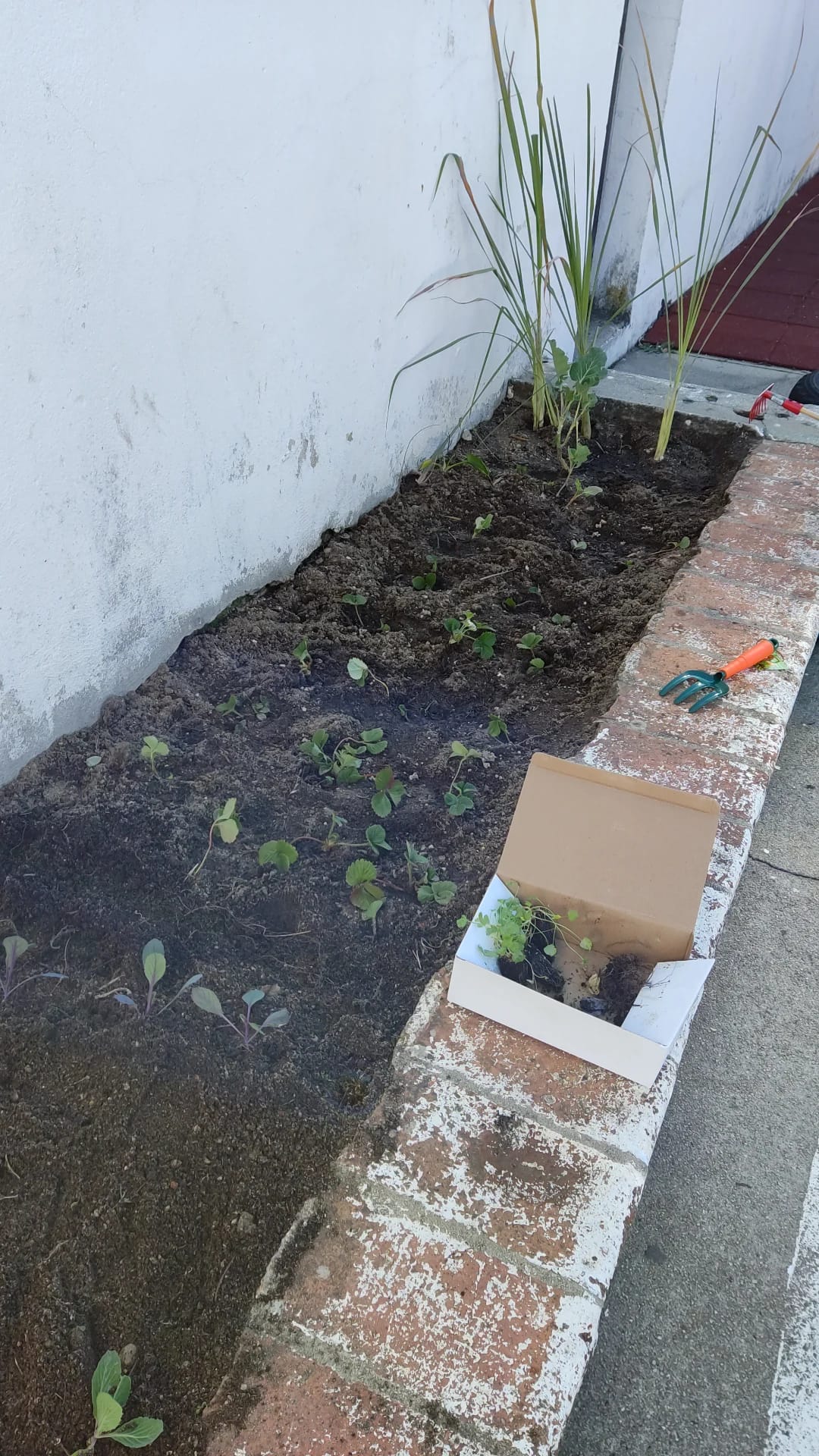 Preparação da terra e Plantação